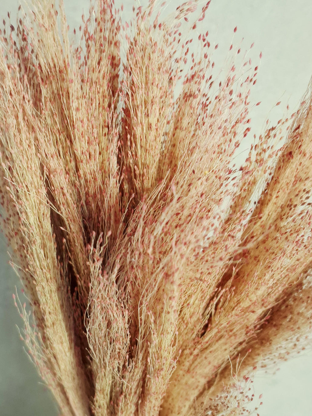 Pink Red Panicum Dried Grass Bouquet | Natural Airy Pampas Alternative | Wedding Home Decor Floral Stems.