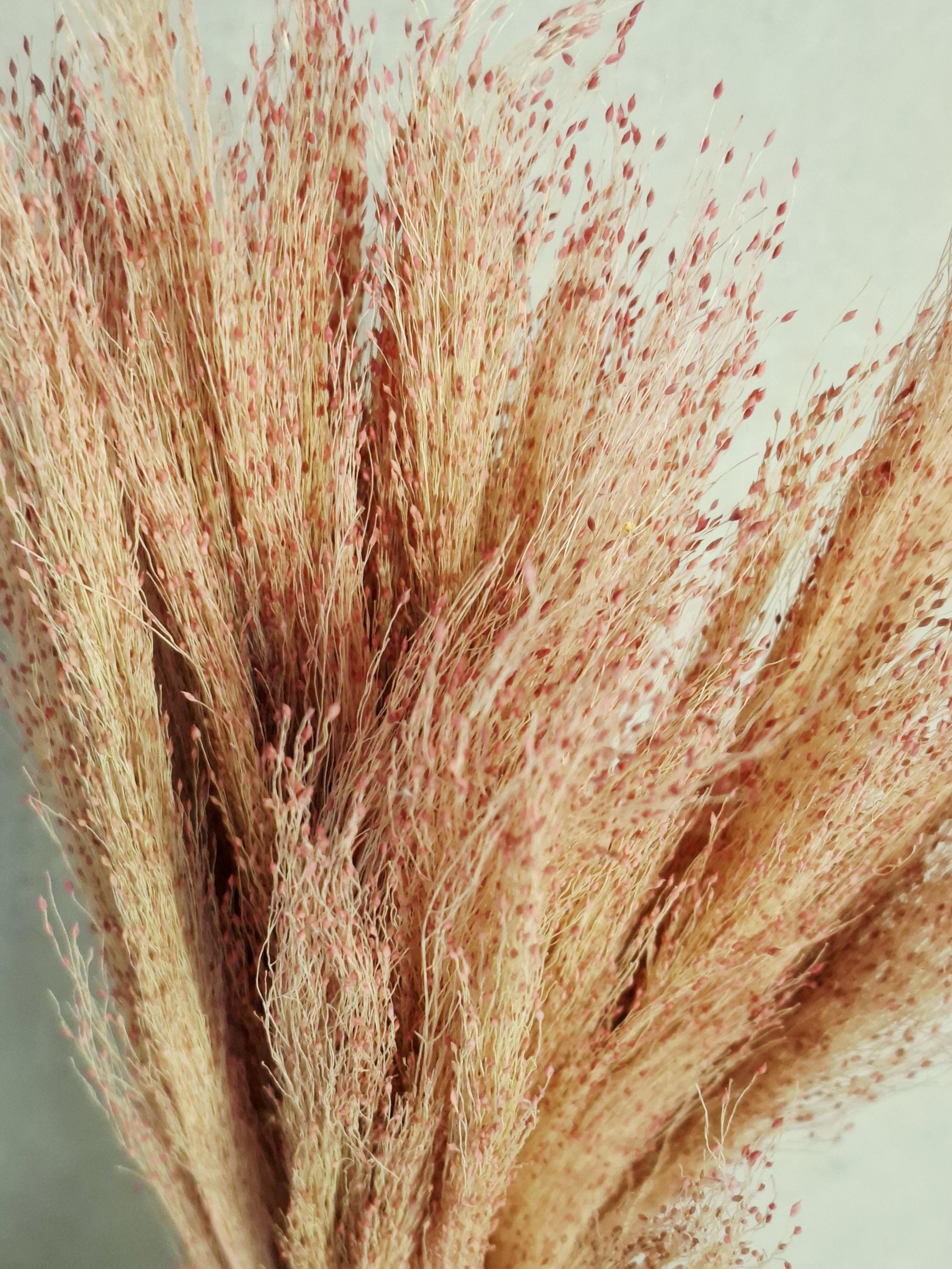 Pink Red Panicum Dried Grass Bouquet | Natural Airy Pampas Alternative | Wedding Home Decor Floral Stems.