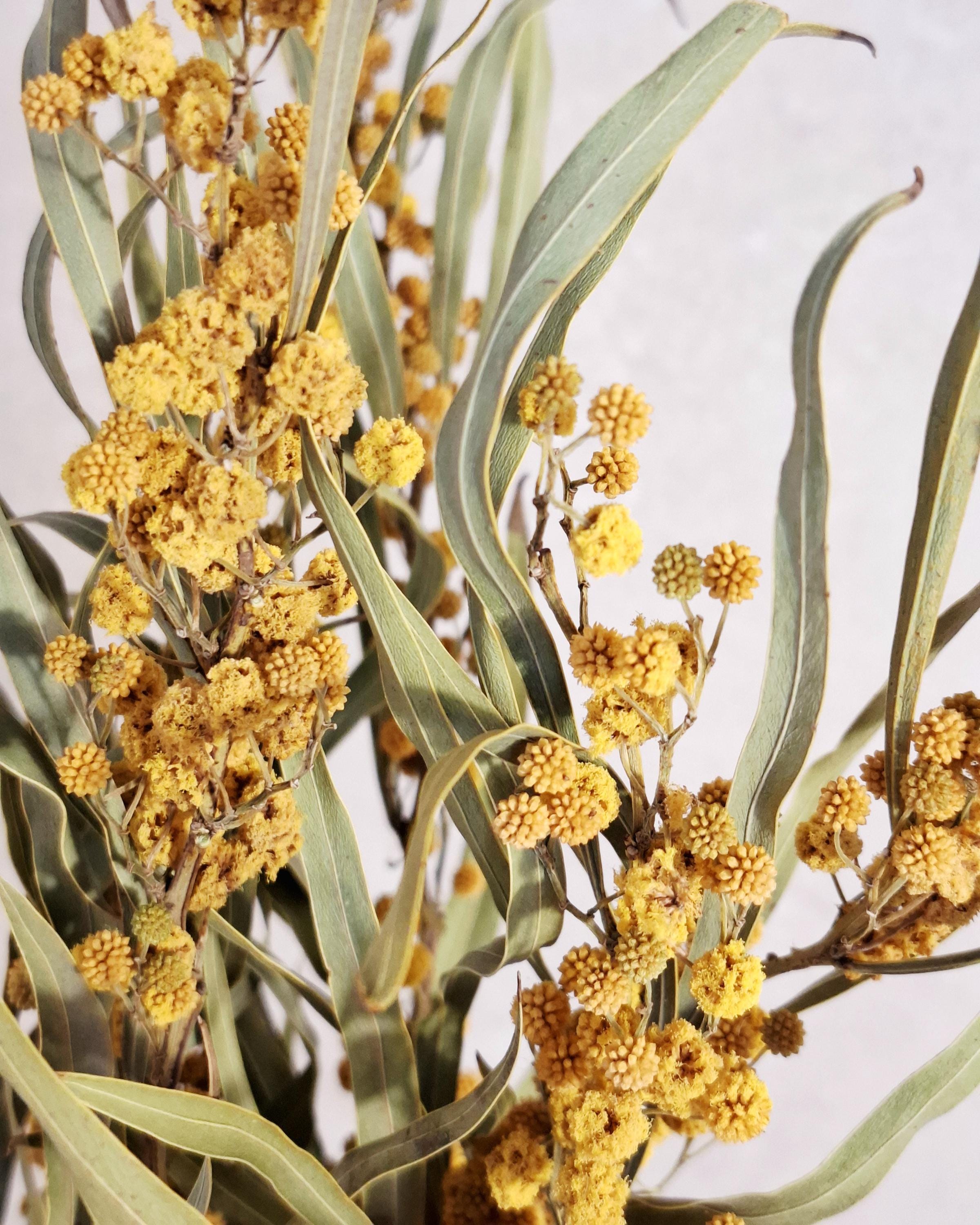 Dried Mimosa Flowers | Yellow Natural Bouquet | Boho Home Decor | Rustic Floral Arrangement | Wedding Decor | 5 Stems