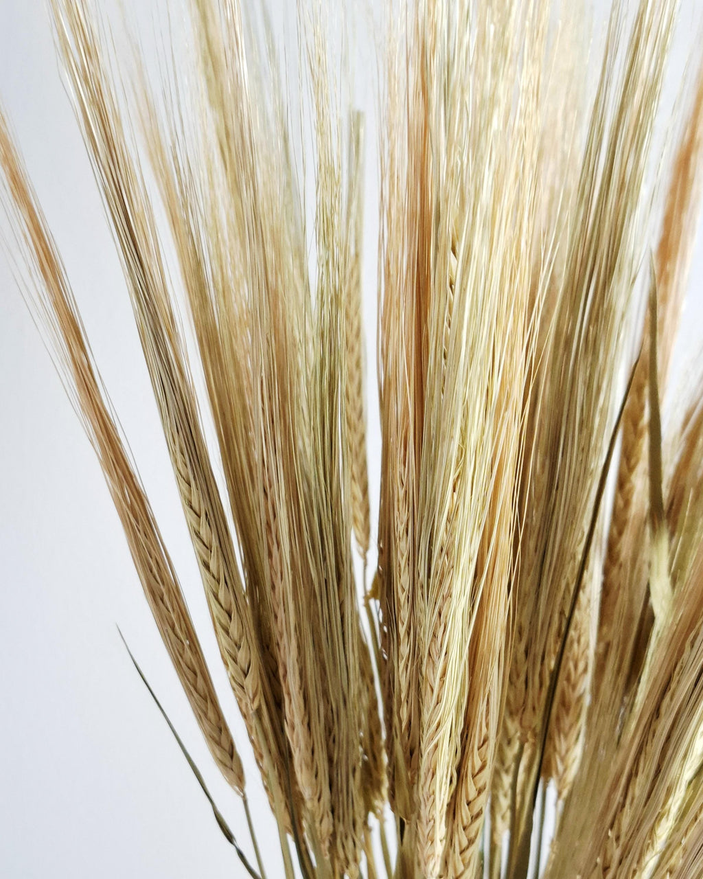 Natural Dried Barley Stems 55–60 cm, Dried Barley Bundle, Rustic Home Decor, Farmhouse Vase Filler, Boho Wedding Decor