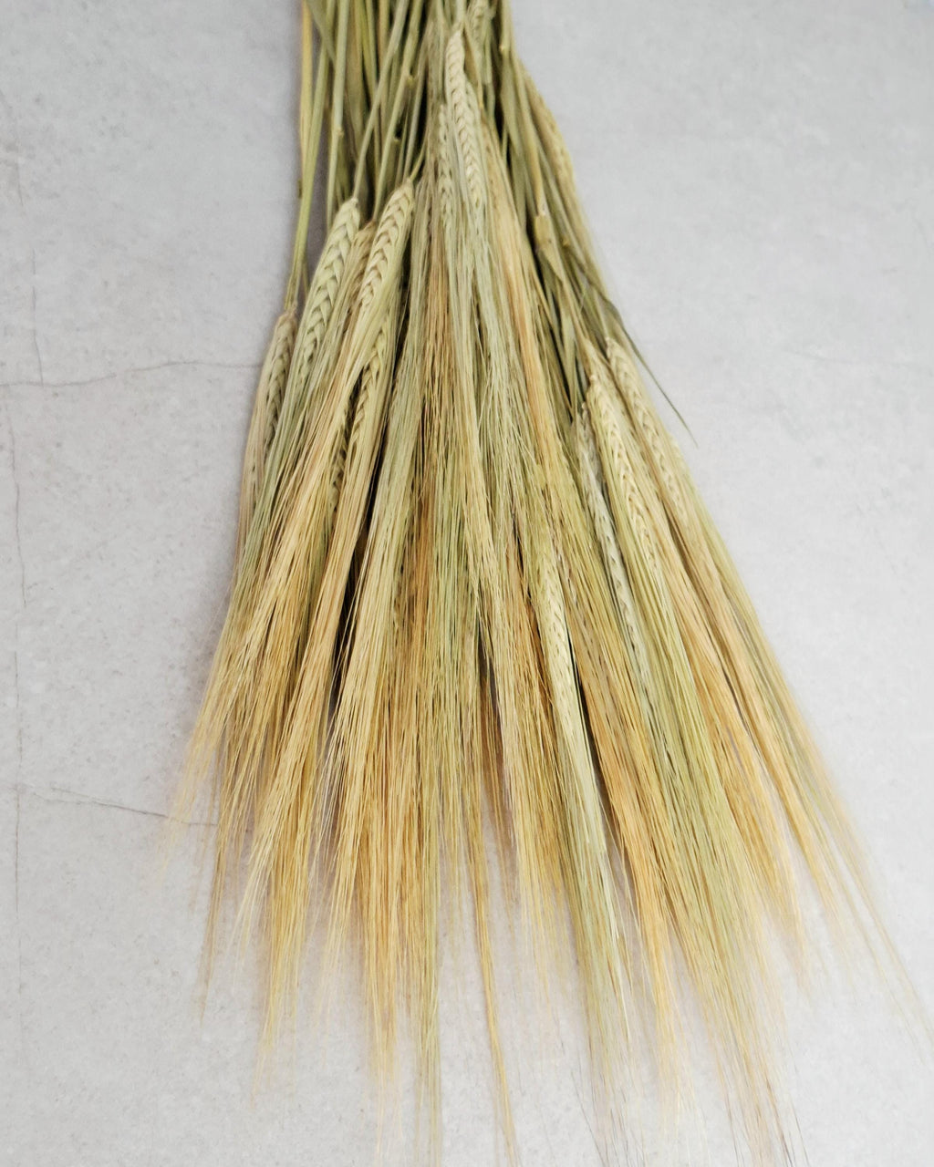 Natural Dried Barley Stems 55–60 cm, Dried Barley Bundle, Rustic Home Decor, Farmhouse Vase Filler, Boho Wedding Decor