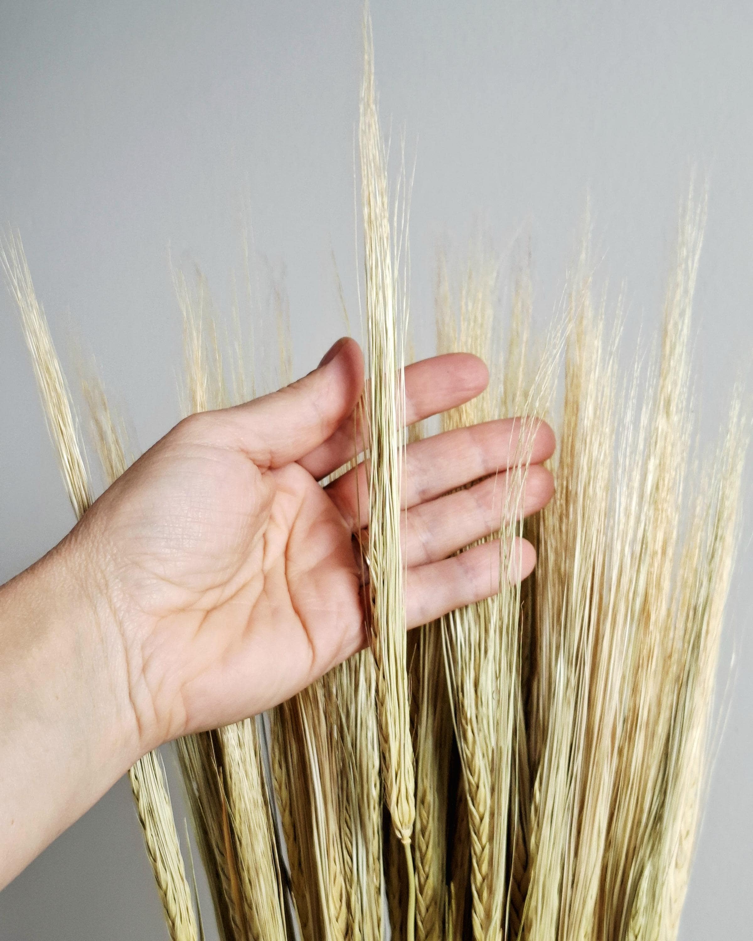 Natural Dried Barley Stems 55–60 cm, Dried Barley Bundle, Rustic Home Decor, Farmhouse Vase Filler, Boho Wedding Decor