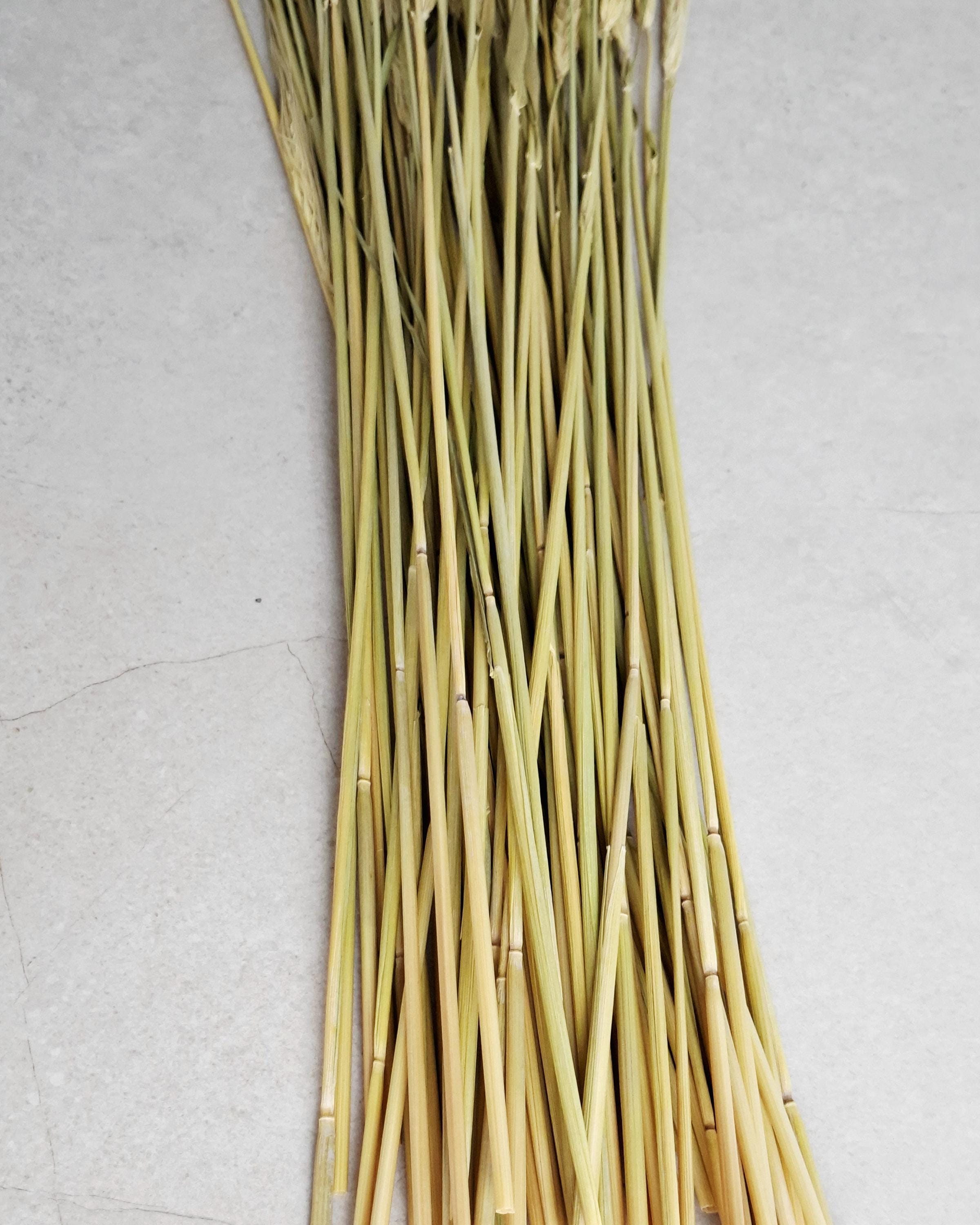 Natural Dried Barley Stems 55–60 cm, Dried Barley Bundle, Rustic Home Decor, Farmhouse Vase Filler, Boho Wedding Decor