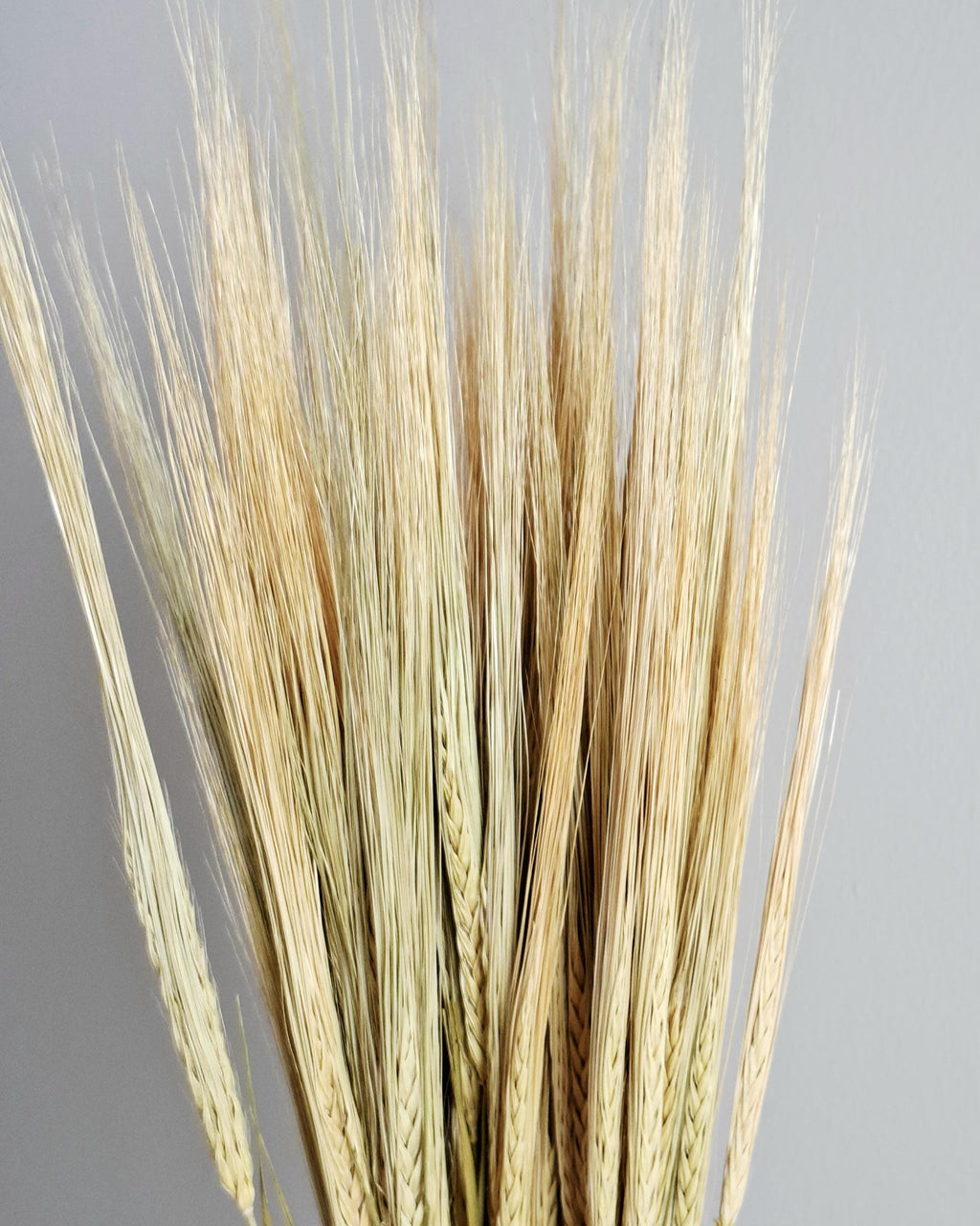 Natural Dried Barley Stems 55–60 cm, Dried Barley Bundle, Rustic Home Decor, Farmhouse Vase Filler, Boho Wedding Decor