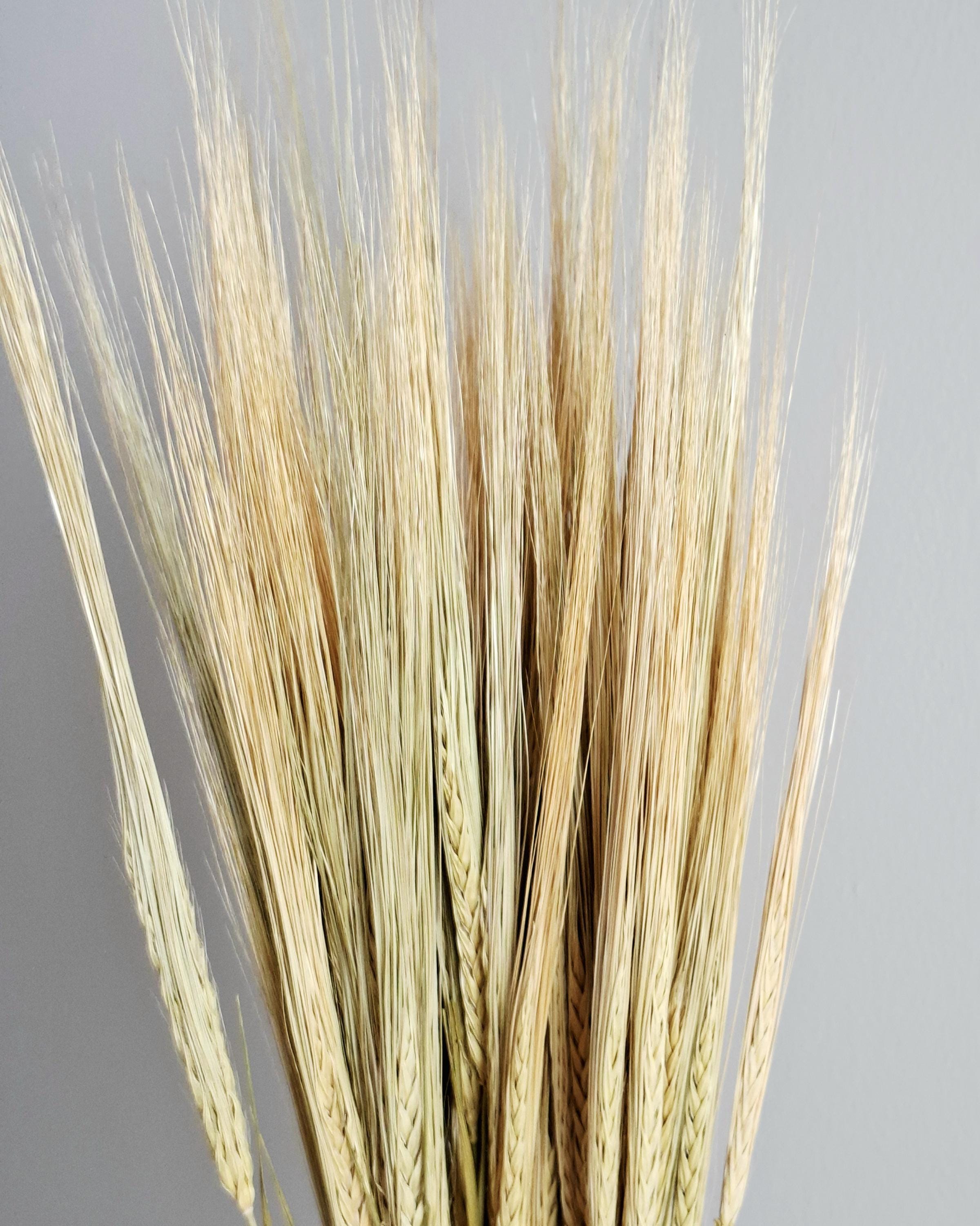 Natural Dried Barley Stems 55–60 cm, Dried Barley Bundle, Rustic Home Decor, Farmhouse Vase Filler, Boho Wedding Decor