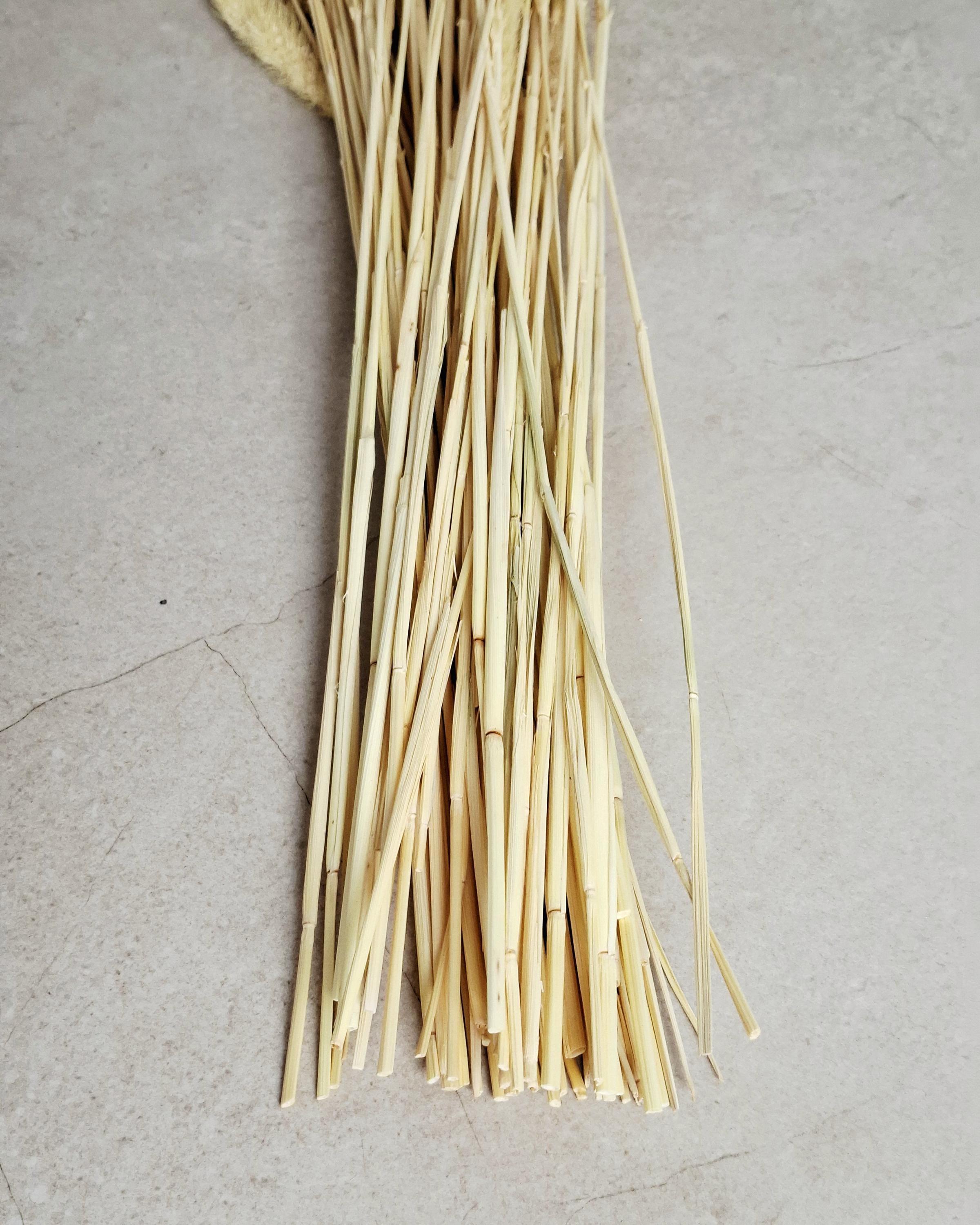 Natural Dried Setaria Grass Stems 50–55 cm | Beige Bunny Tail Grass | Boho Floral Supply for Crafts, Arrangements & Decor