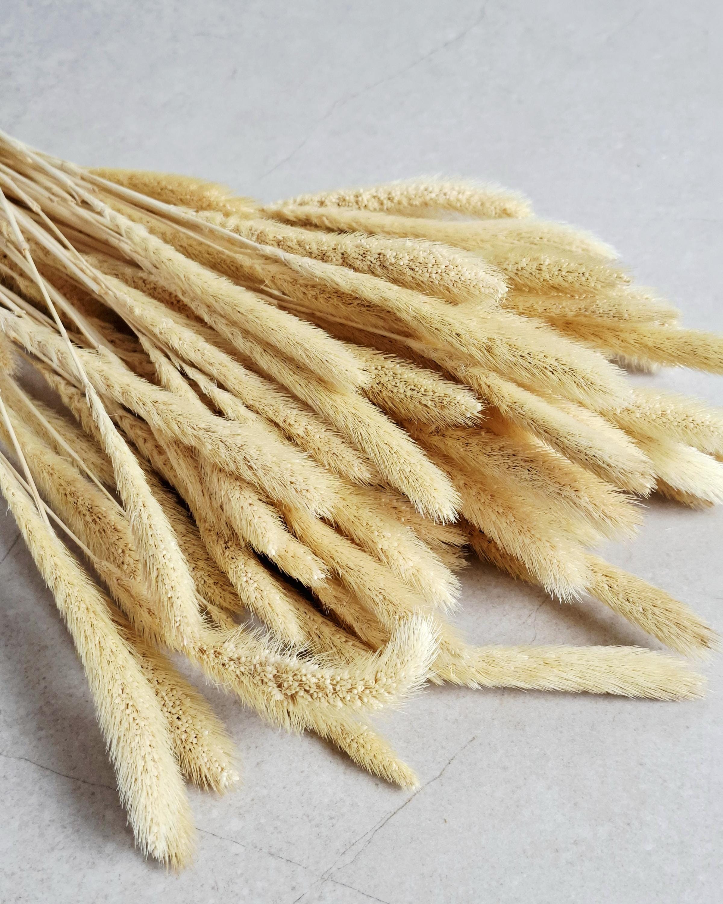 Natural Dried Setaria Grass Stems 50–55 cm | Beige Bunny Tail Grass | Boho Floral Supply for Crafts, Arrangements & Decor