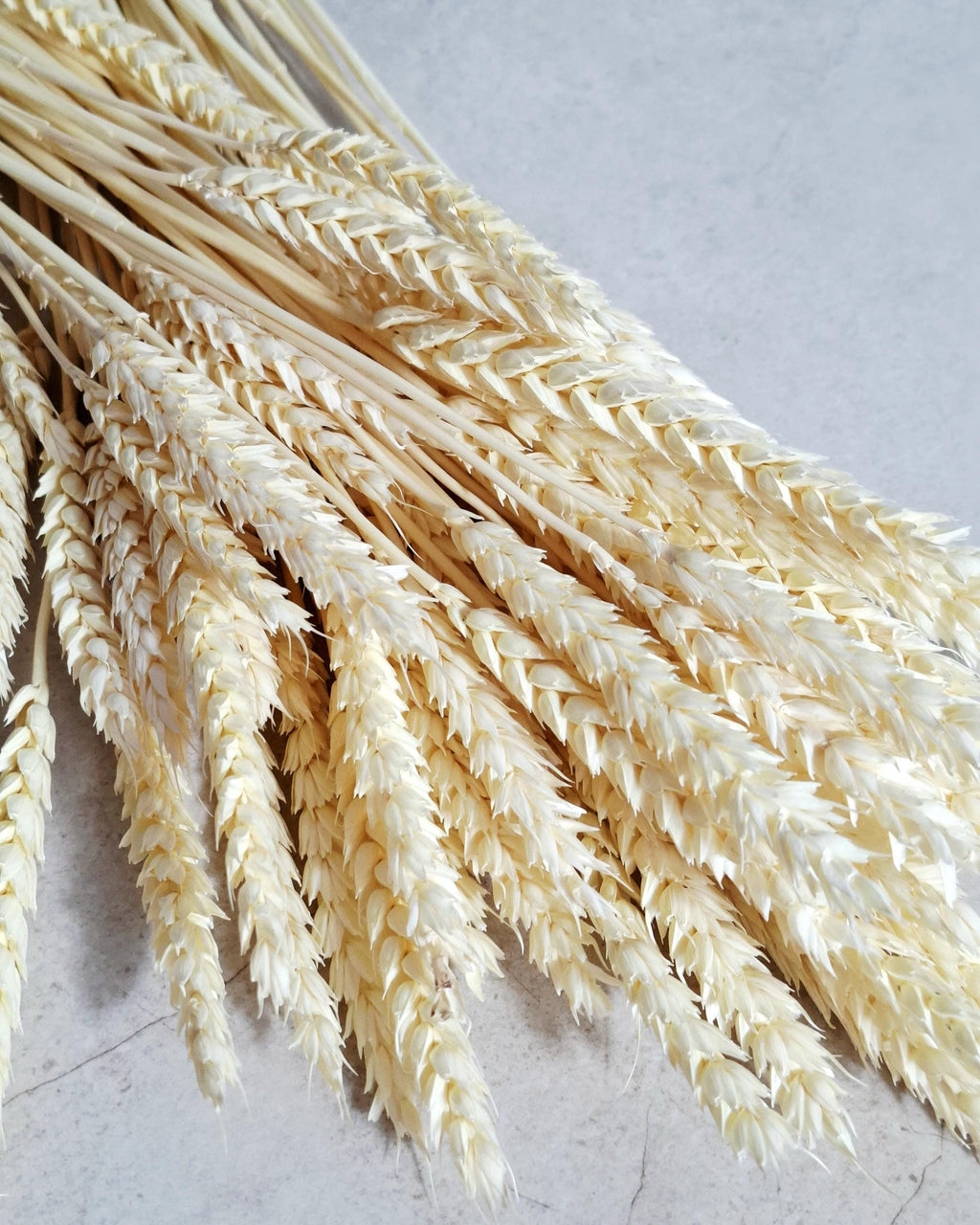 Bleached Wheat Stems Ivory | Dried Wheat Stems | Neutral Floral Supply for Decor Arrangements