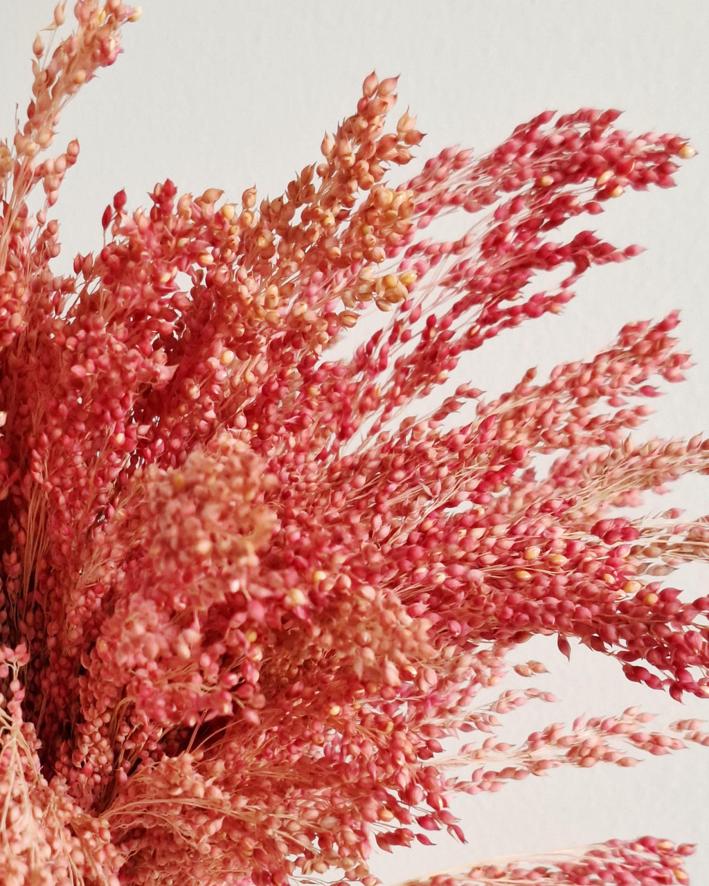 Muted Red Dried Millet Stems 40–45 cm, Dyed Dried Flowers, Floral Supply, Craft Material, DIY Decor, Florist Stems, Bulk Stems