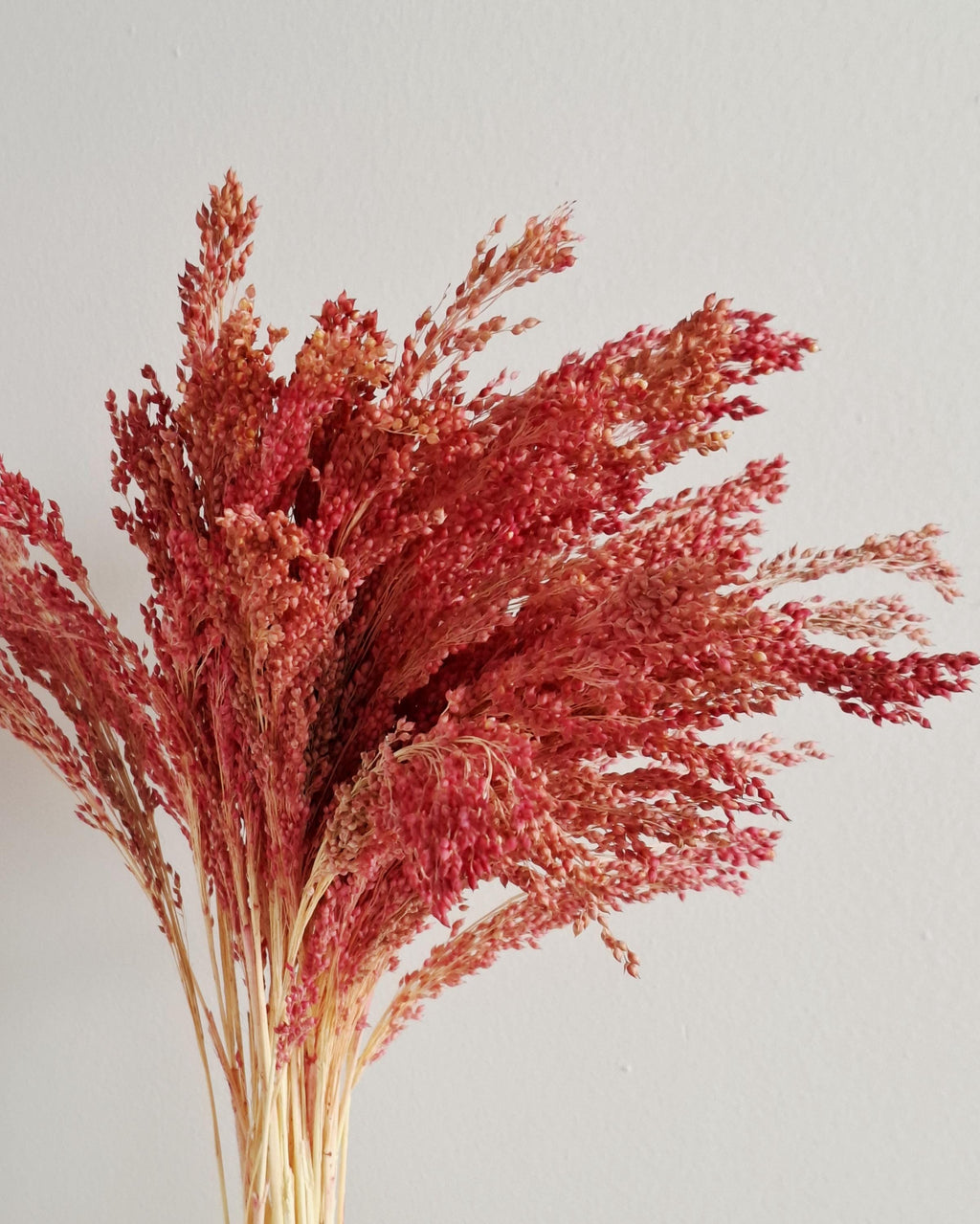 Muted Red Dried Millet Stems 40–45 cm, Dyed Dried Flowers, Floral Supply, Craft Material, DIY Decor, Florist Stems, Bulk Stems