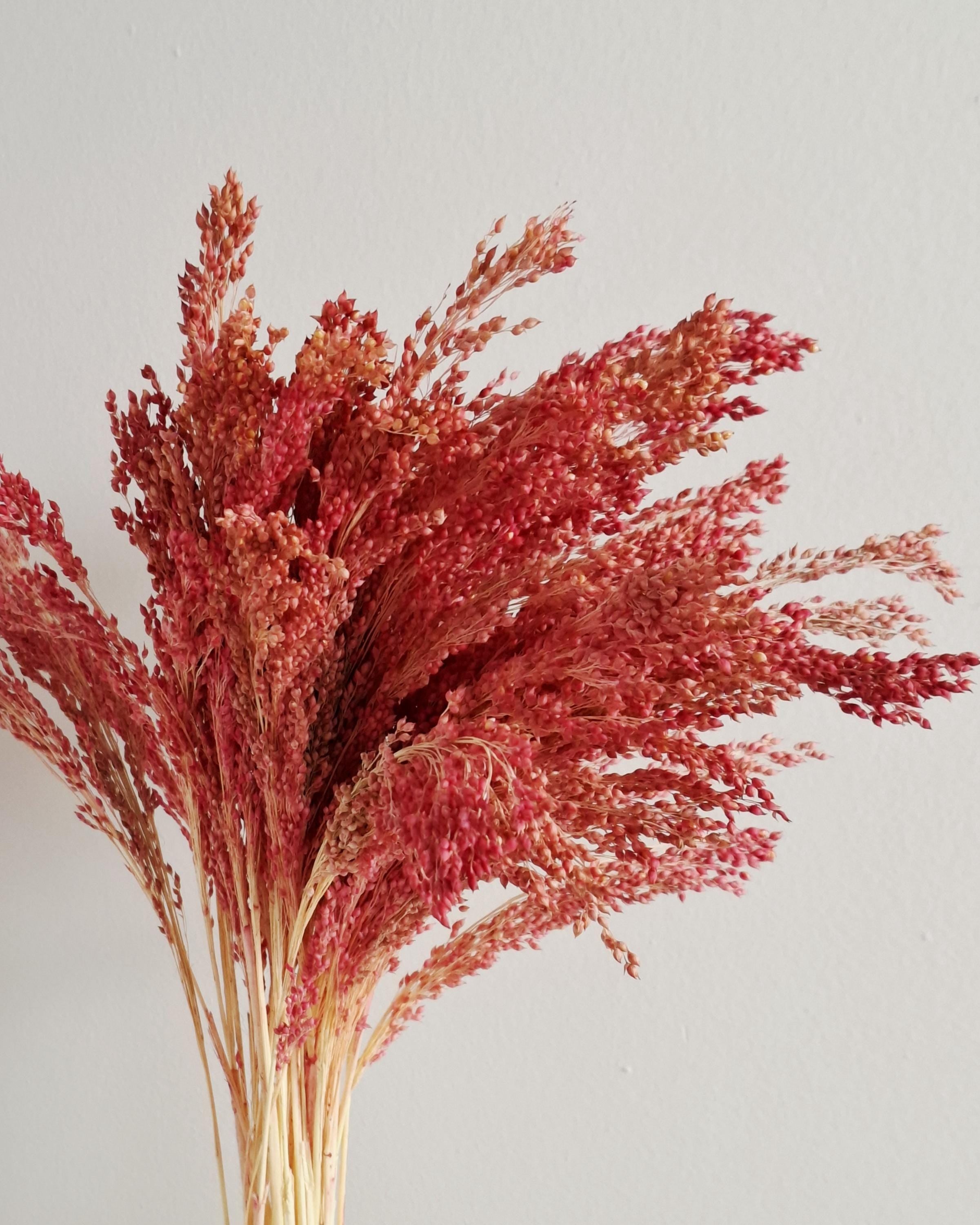 Muted Red Dried Millet Stems 40–45 cm, Dyed Dried Flowers, Floral Supply, Craft Material, DIY Decor, Florist Stems, Bulk Stems