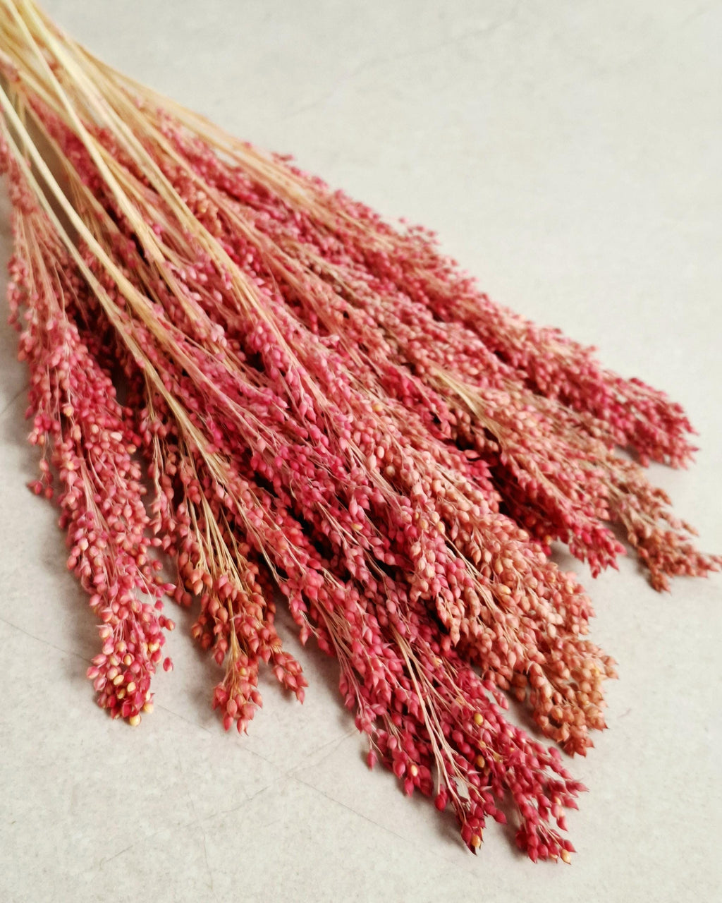 Muted Red Dried Millet Stems 40–45 cm, Dyed Dried Flowers, Floral Supply, Craft Material, DIY Decor, Florist Stems, Bulk Stems
