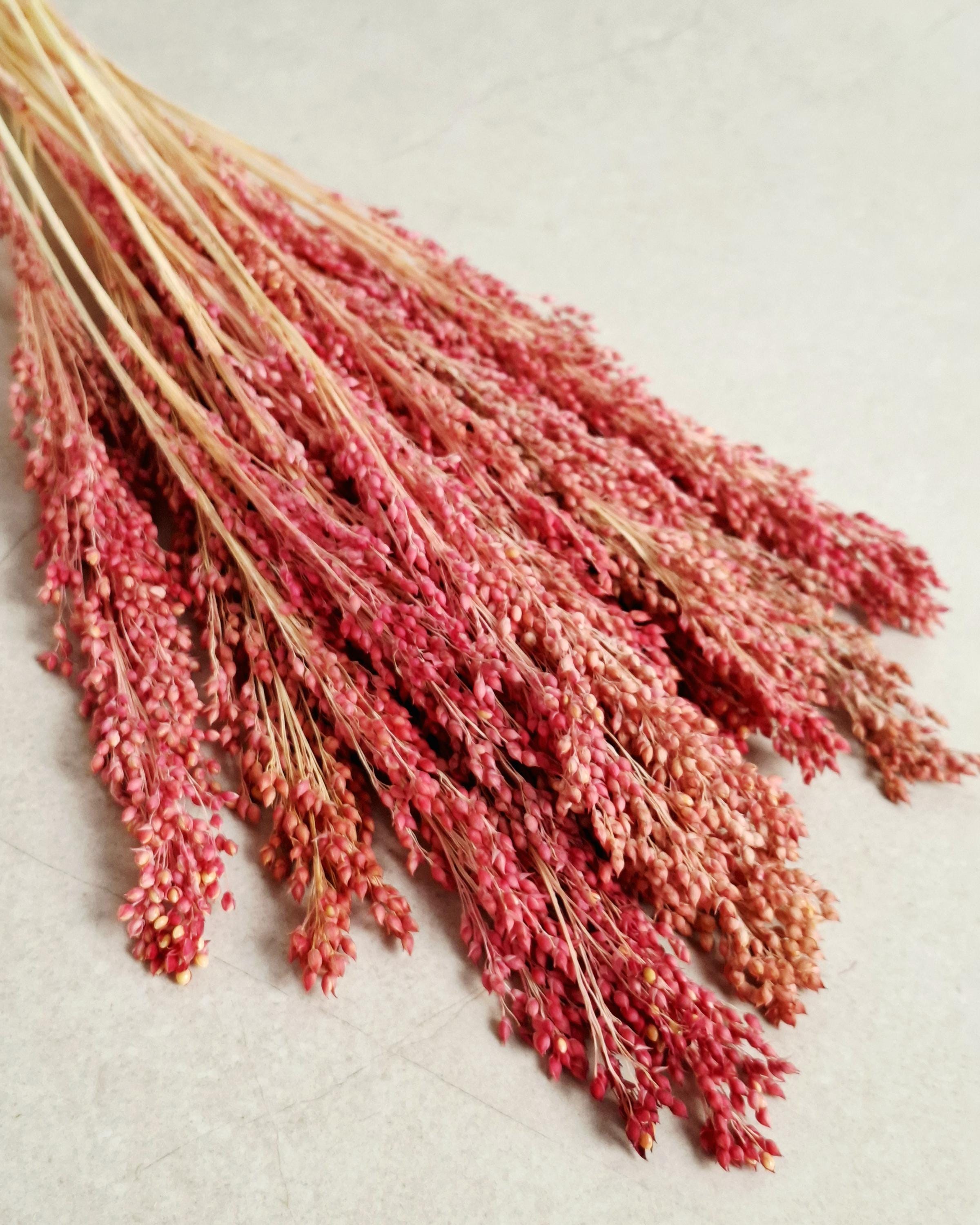 Muted Red Dried Millet Stems 40–45 cm, Dyed Dried Flowers, Floral Supply, Craft Material, DIY Decor, Florist Stems, Bulk Stems