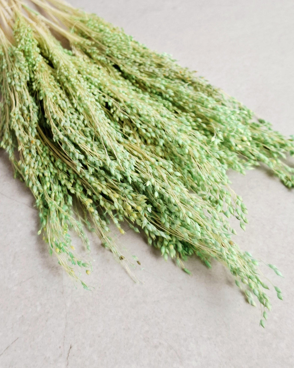 Green Dried Millet Stems, Preserved Floral Supply, Natural Craft Material, DIY Florist Stems, Boho Wedding Flowers, Bulk Dried Grass