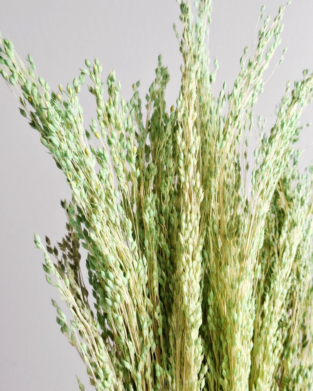 Green Dried Millet Stems, Preserved Floral Supply, Natural Craft Material, DIY Florist Stems, Boho Wedding Flowers, Bulk Dried Grass