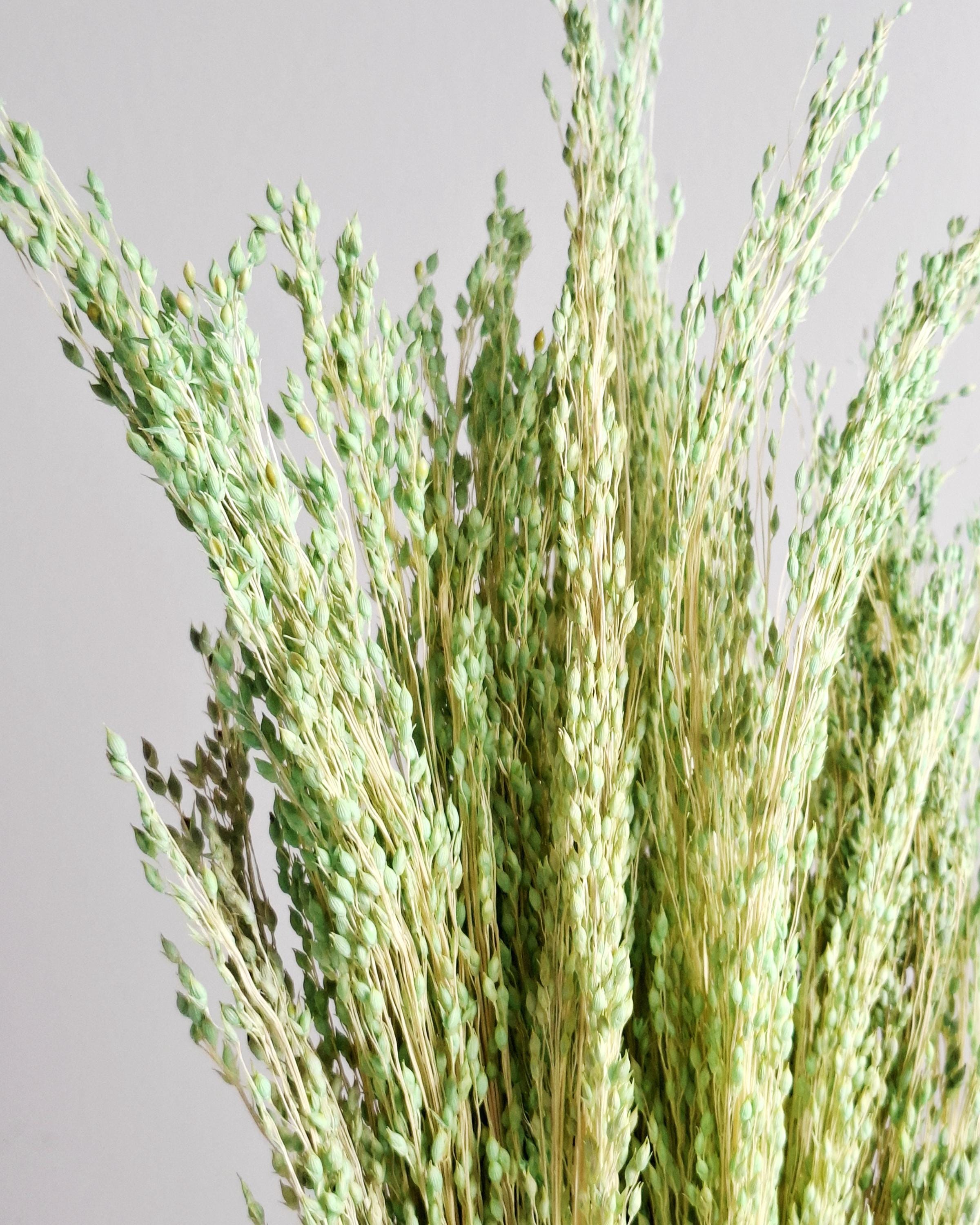 Green Dried Millet Stems, Preserved Floral Supply, Natural Craft Material, DIY Florist Stems, Boho Wedding Flowers, Bulk Dried Grass