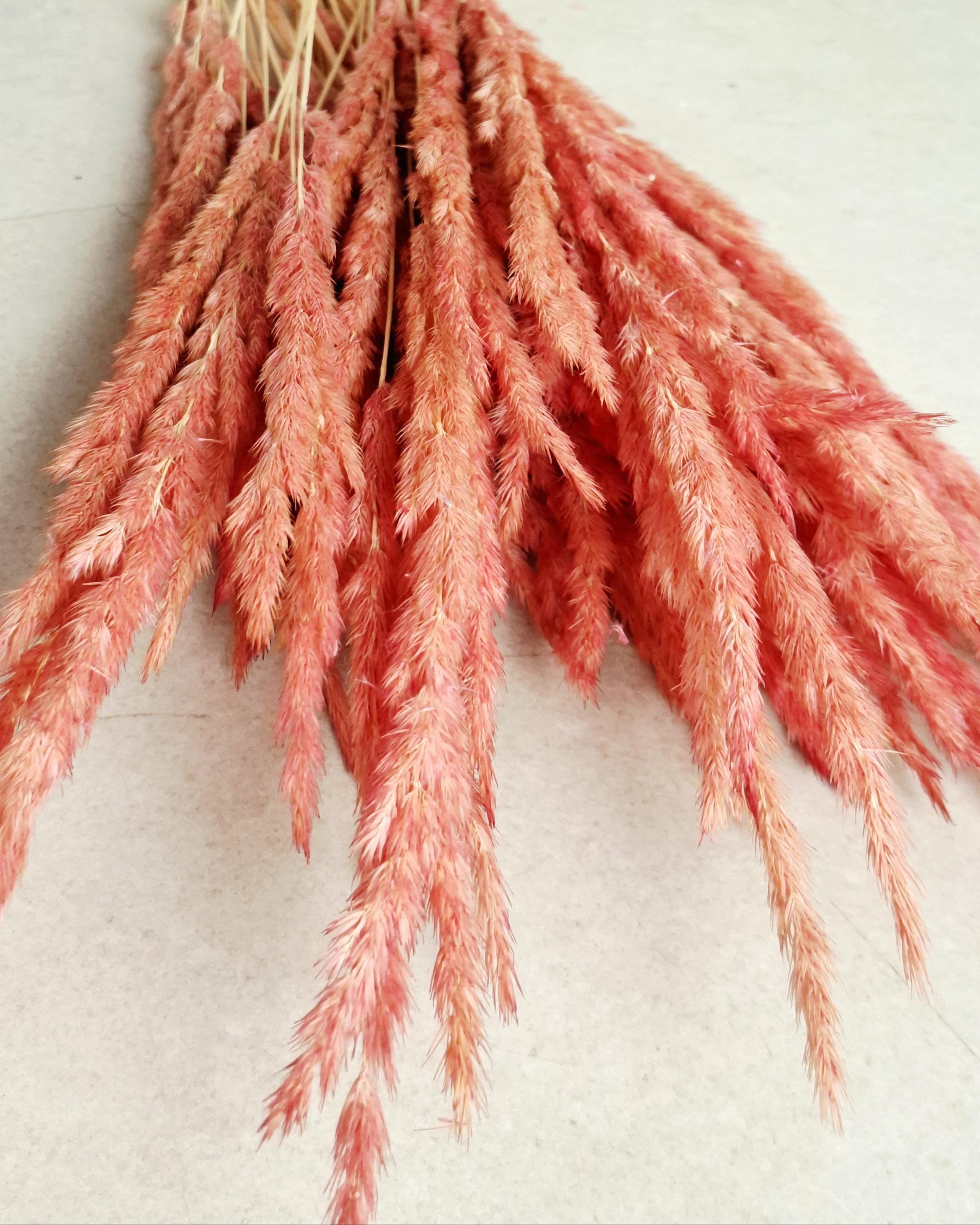 Dried Calamagrostis Pink Stems 55-60 cm, Soft Dusty Pink Reed Grass, Floral Supply, DIY Craft Material, Boho Vase Decor