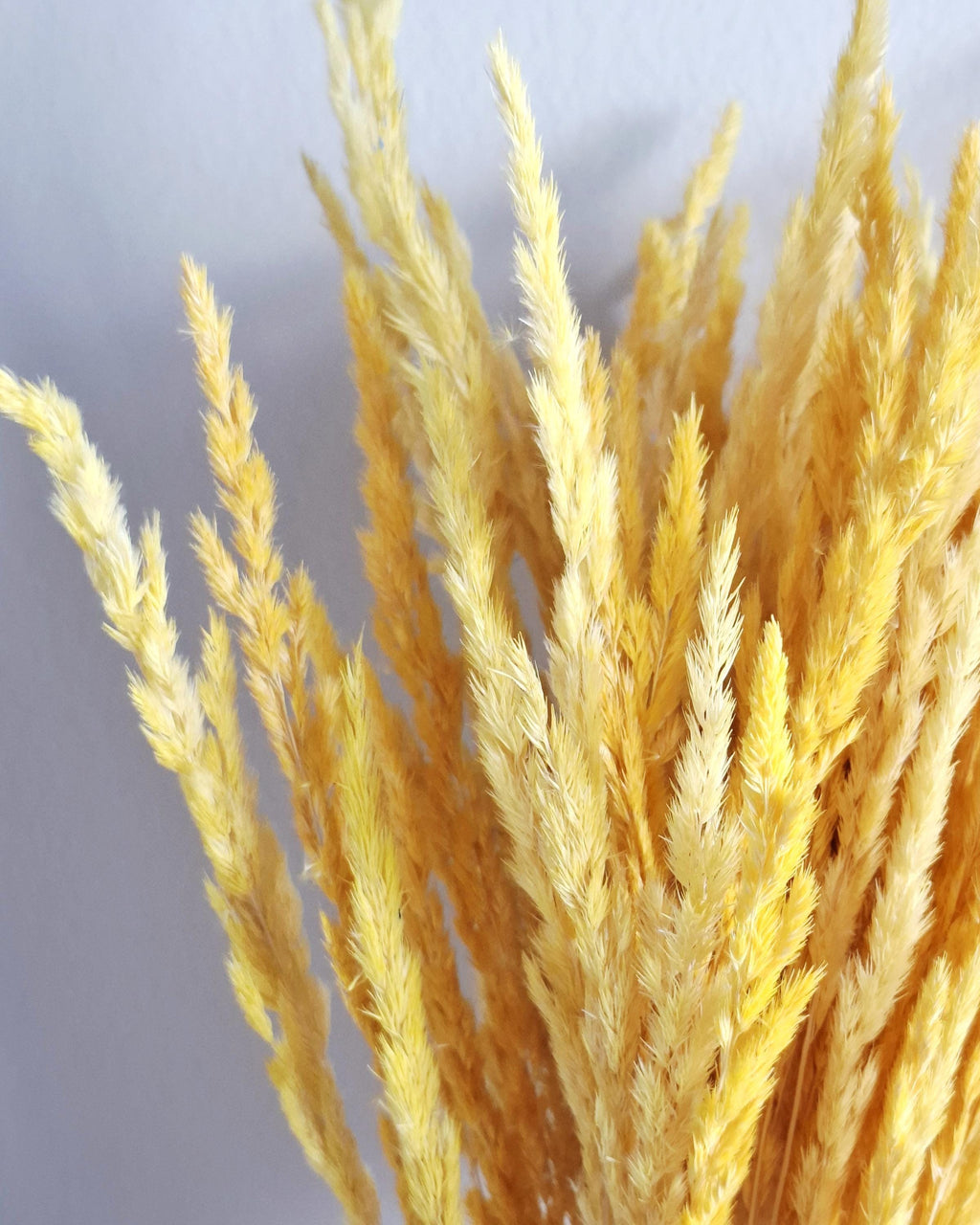 Dried Reed Grass 50-55 cm – Natural Yellow Calamagrostis Stems for Vase, Boho Home Decor, Rustic Wedding, Dried Flower