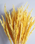 Dried Reed Grass 50-55 cm – Natural Yellow Calamagrostis Stems for Vase, Boho Home Decor, Rustic Wedding, Dried Flower