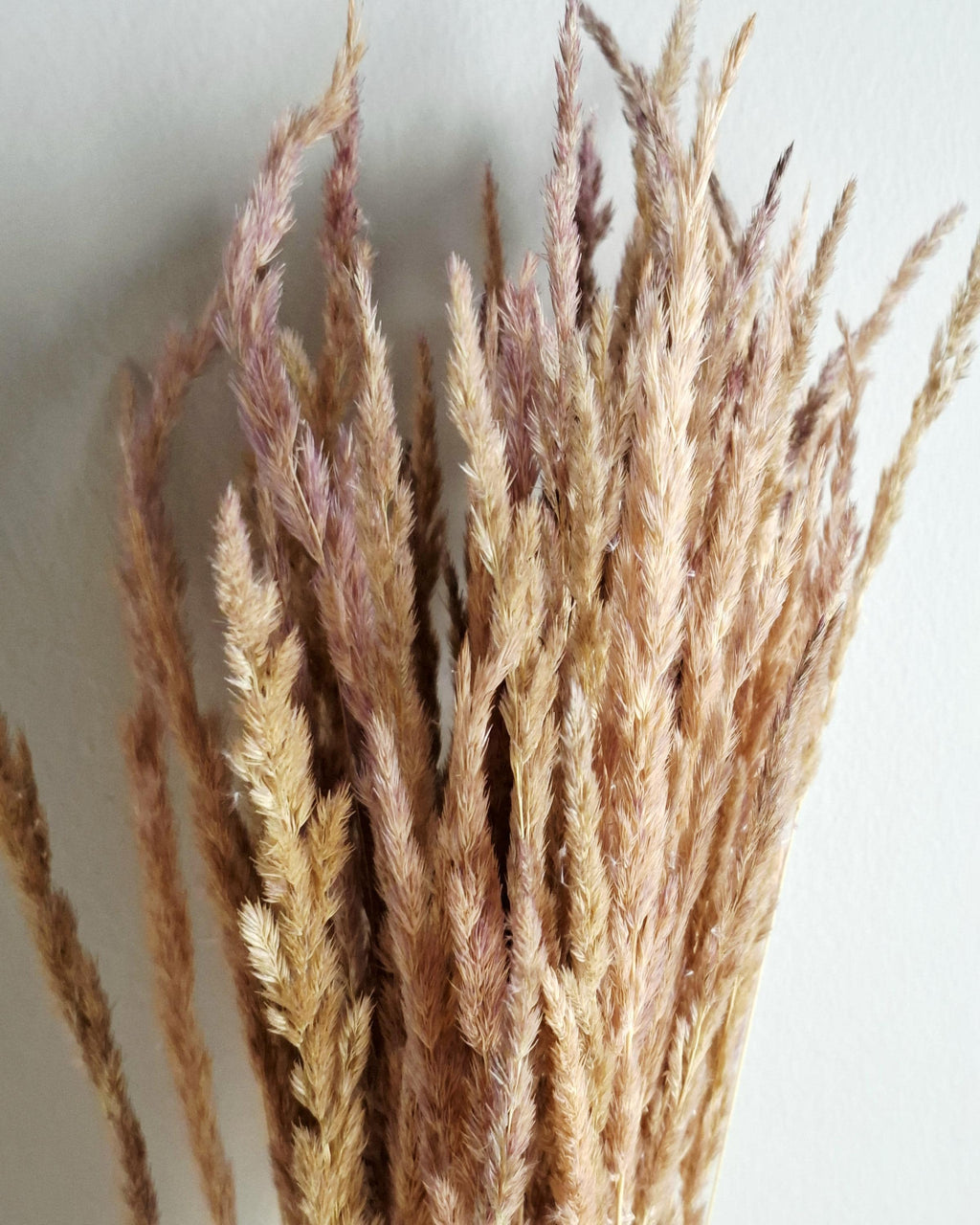 Dried calamagrostis stems natural beige pink dried grass soft neutral boho decor floral material 55-60 cm