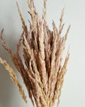 Dried calamagrostis stems natural beige pink dried grass soft neutral boho decor floral material 55-60 cm