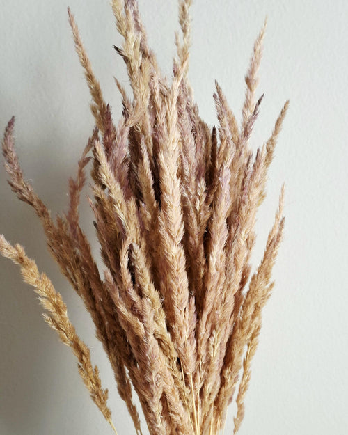 Dried calamagrostis stems natural beige pink dried grass soft neutral boho decor floral material 55-60 cm