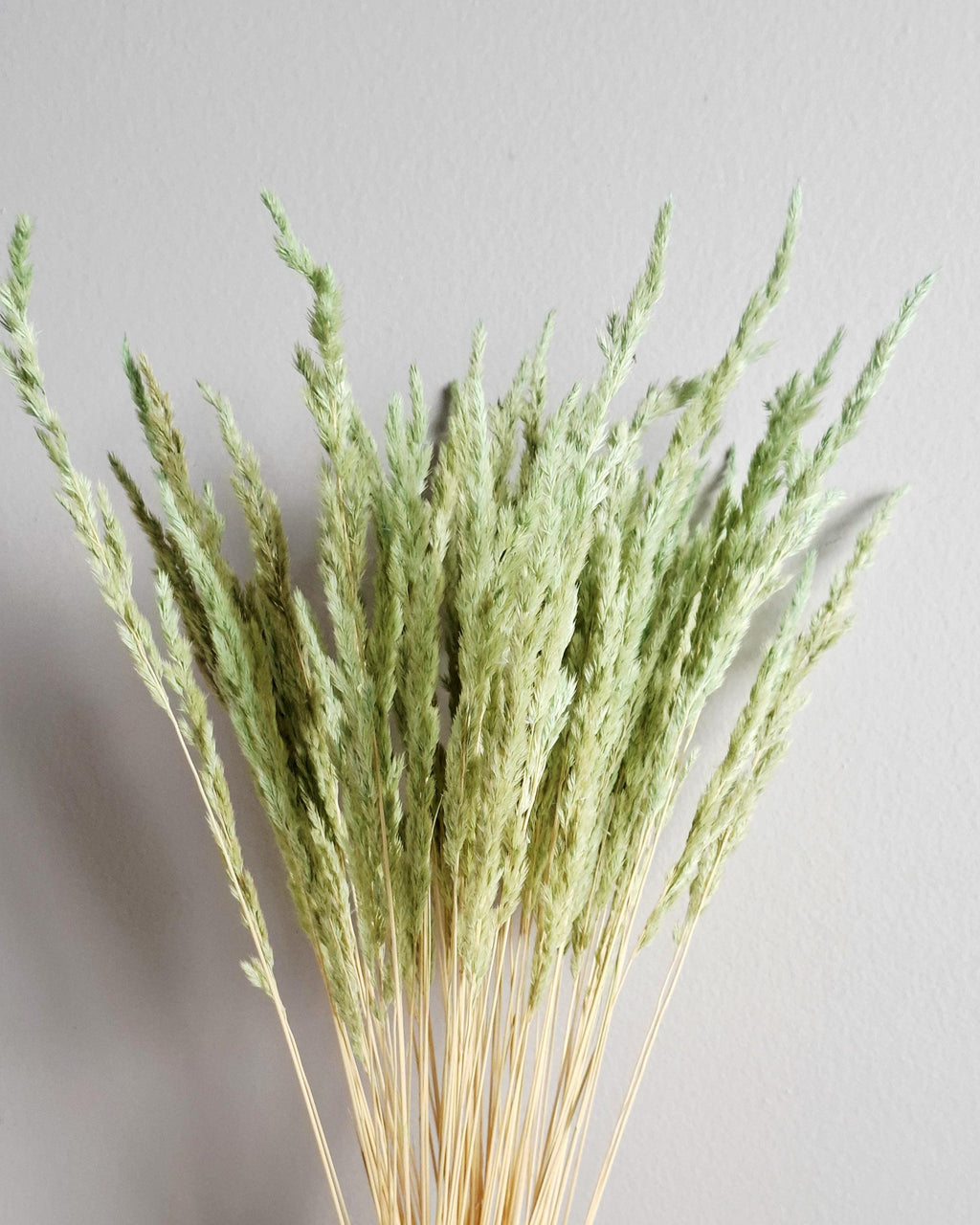 Natural dried calamagrostis stems light green soft pastel dried grass boho decor floral material 55-60 cm