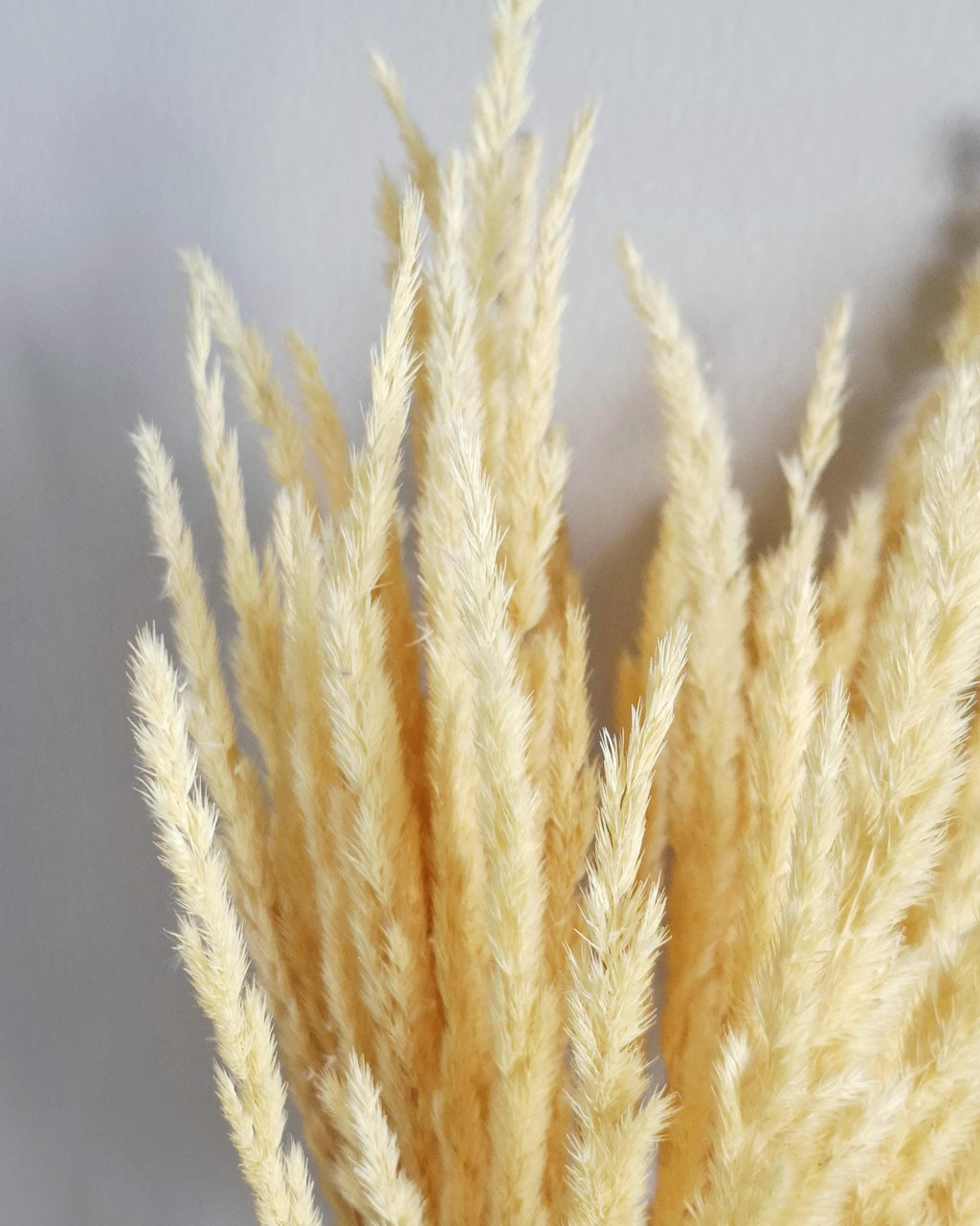 Natural Dried Calamagrostis Grass 55–60 cm | Home Decor | DIY Bouquet Supplies | Dried Flowers | Rustic & Boho Interior Decoration