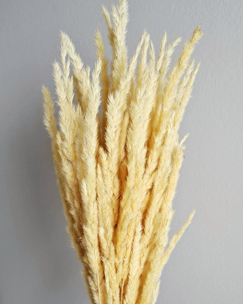 Natural Dried Calamagrostis Grass 55–60 cm | Home Decor | DIY Bouquet Supplies | Dried Flowers | Rustic & Boho Interior Decoration