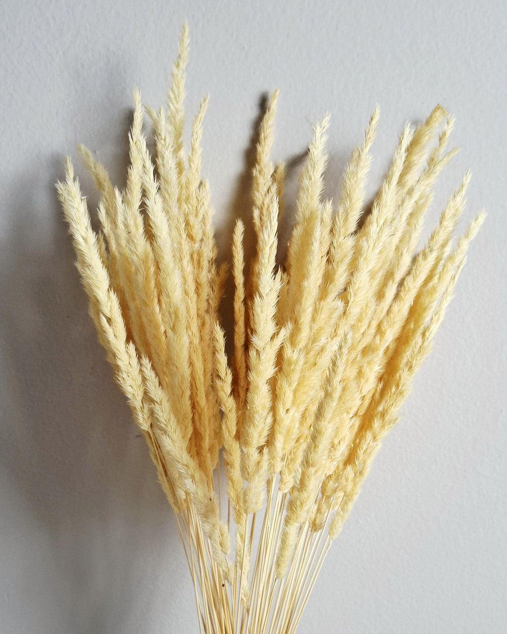 Natural Dried Calamagrostis Grass 55–60 cm | Home Decor | DIY Bouquet Supplies | Dried Flowers | Rustic & Boho Interior Decoration