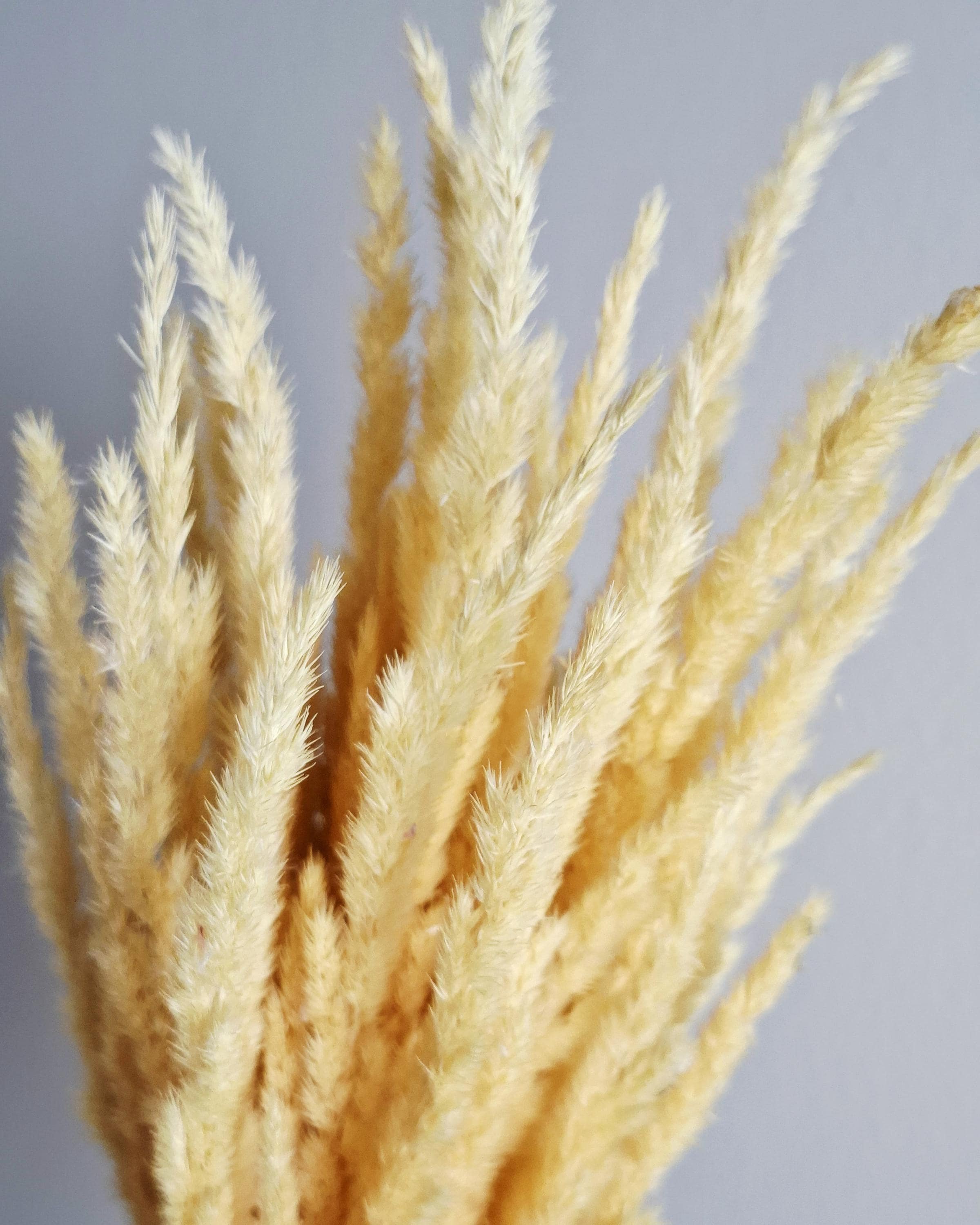 Natural Dried Calamagrostis Grass 55–60 cm | Home Decor | DIY Bouquet Supplies | Dried Flowers | Rustic & Boho Interior Decoration