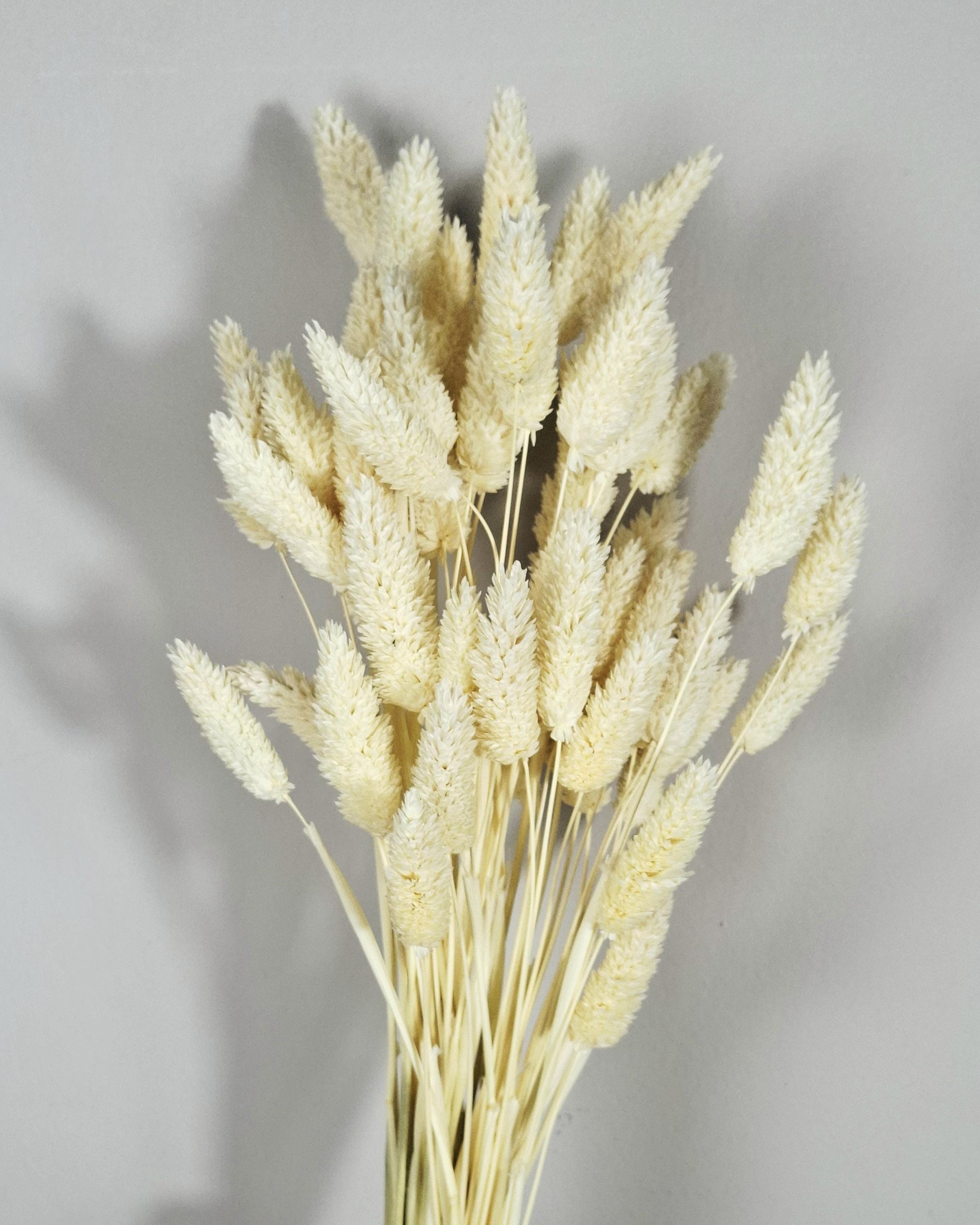 Cream Dried Phalaris Stems | Bunny Tail Grass | Neutral Dried Flowers | Boho Decor | Floral Supply | Wedding Craft Material