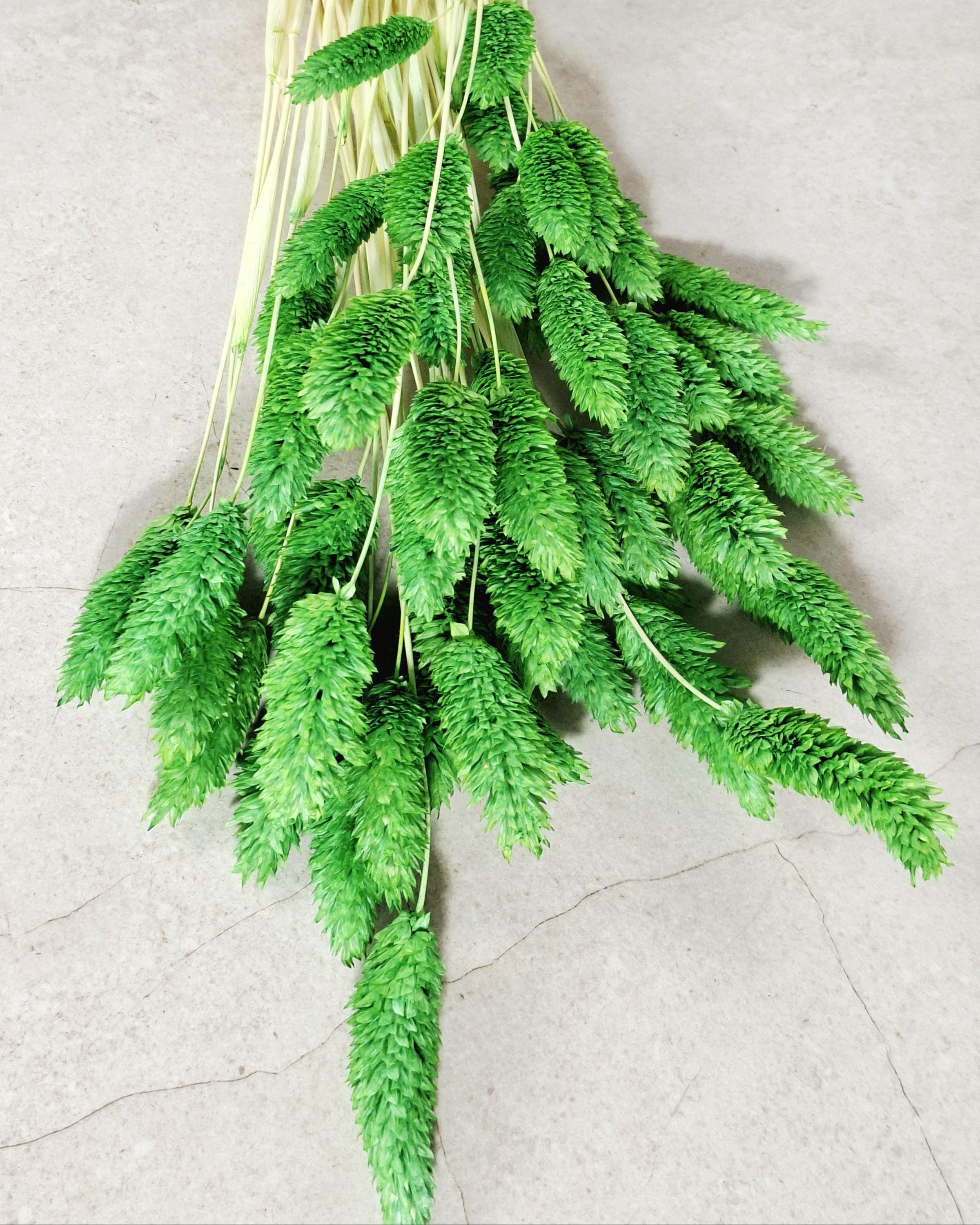 Green Phalaris Stems | Dried Flower Supply | Florist Material | Canary Grass Stems