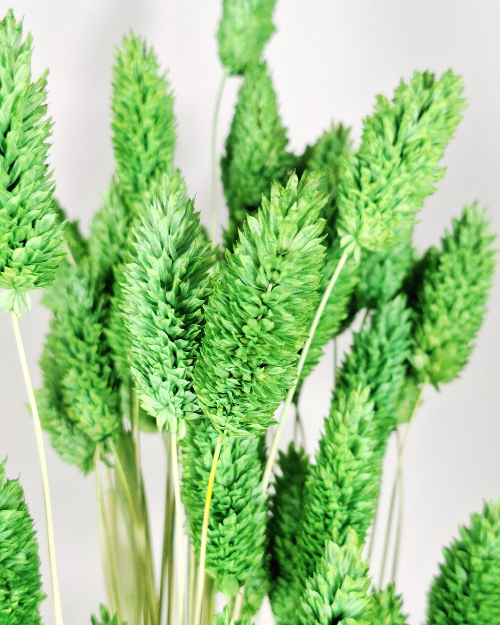 Green Phalaris Stems | Dried Flower Supply | Florist Material | Canary Grass Stems