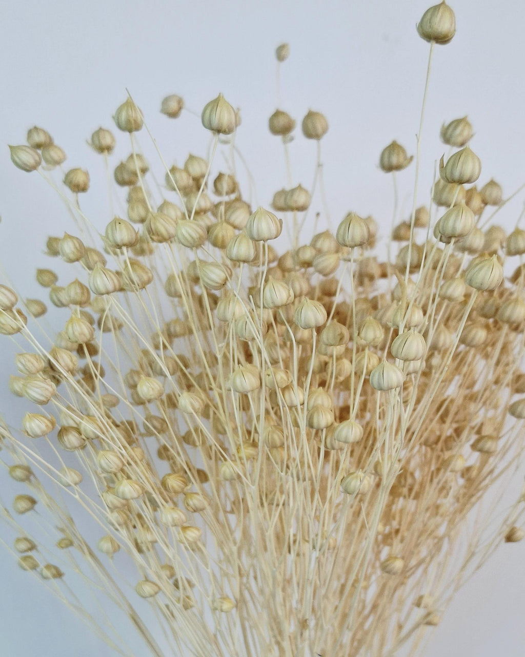 Dyed Linen | Natural Dried Flower | Rustic Home Decor | Wedding Centerpiece | Dried Floral Arrangement | DIY Craft Supplies