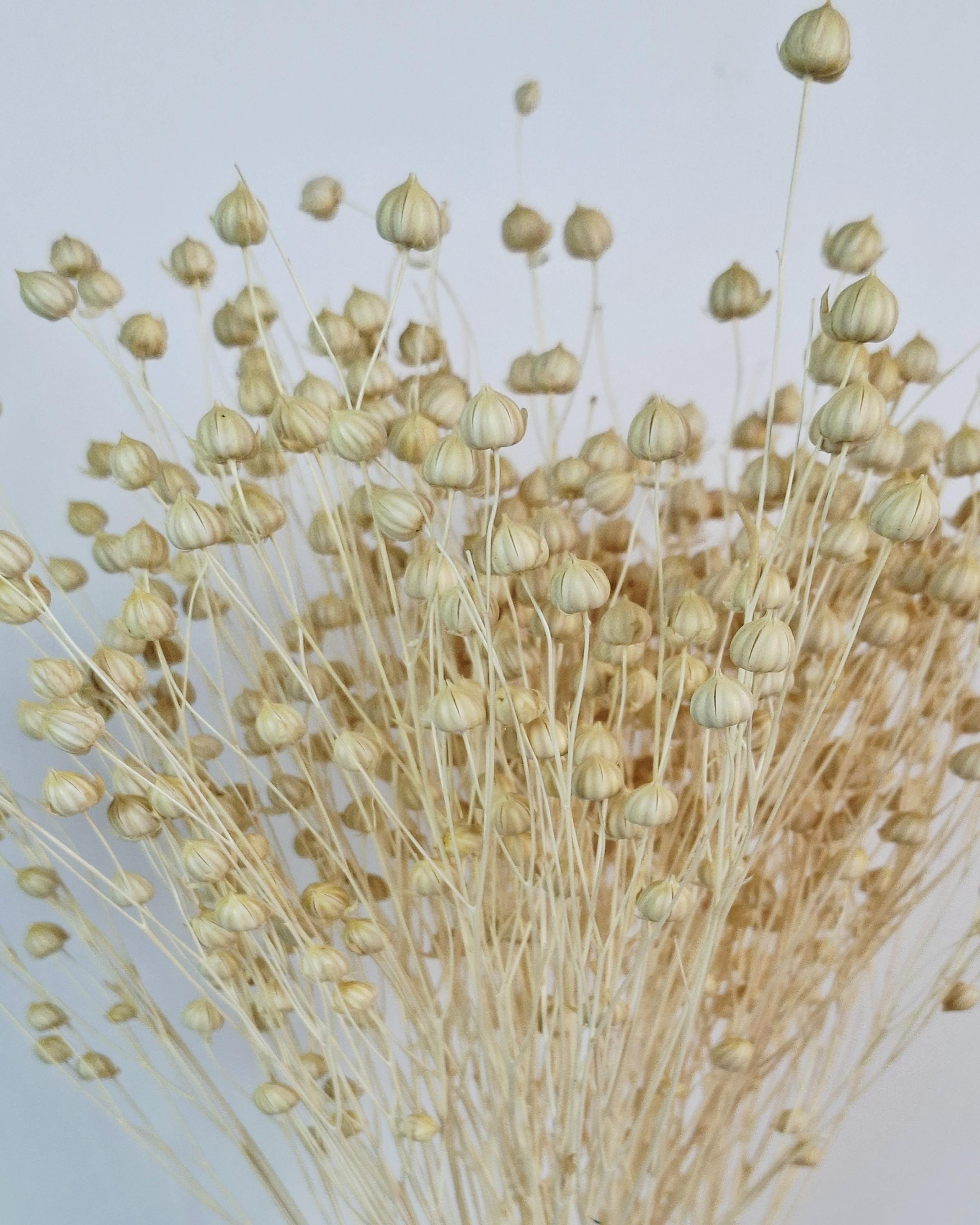 Dyed Linen | Natural Dried Flower | Rustic Home Decor | Wedding Centerpiece | Dried Floral Arrangement | DIY Craft Supplies
