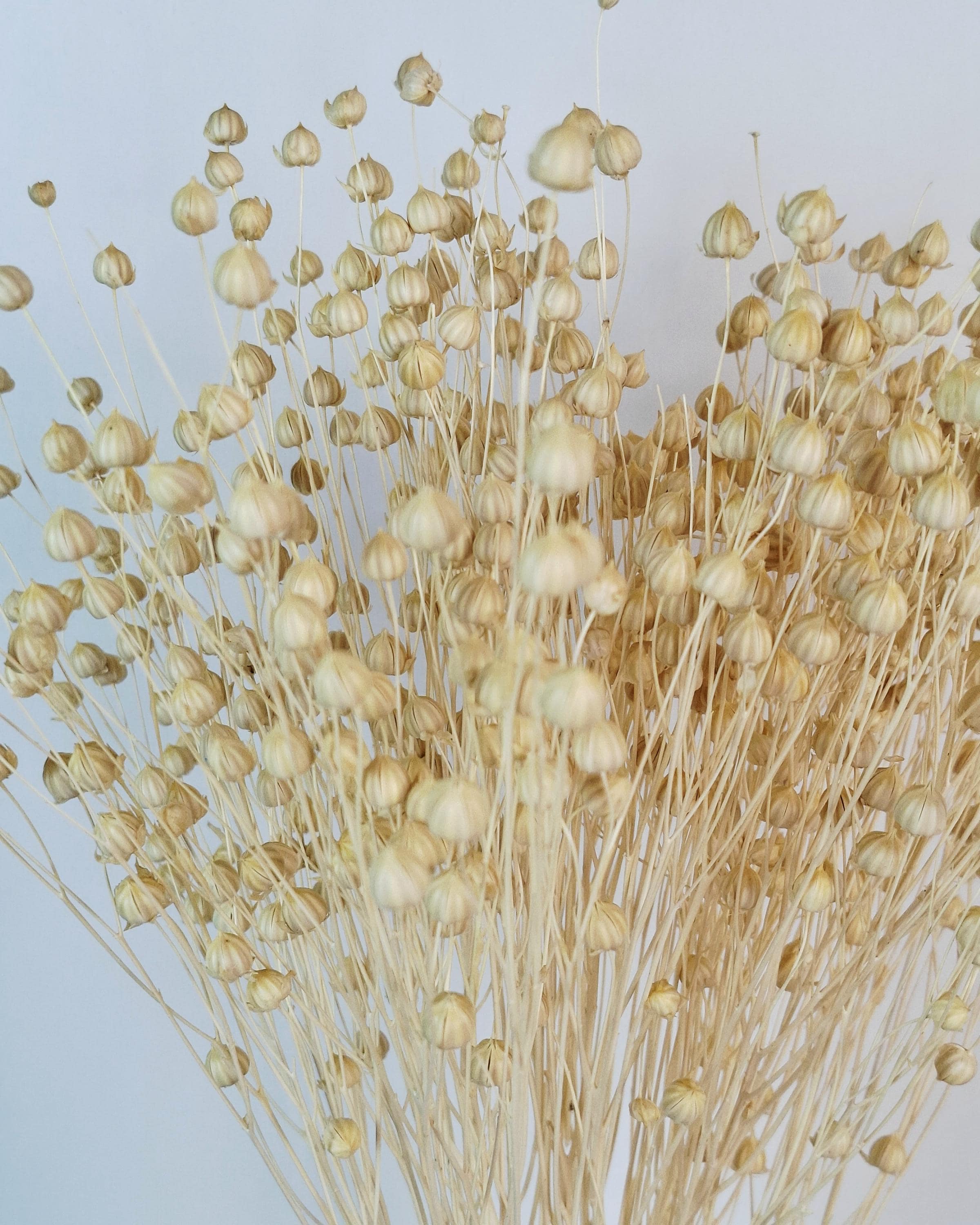 Dyed Linen | Natural Dried Flower | Rustic Home Decor | Wedding Centerpiece | Dried Floral Arrangement | DIY Craft Supplies