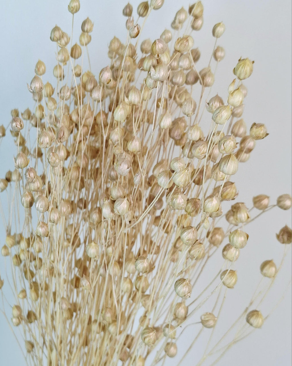 Pearl Dried Flax Stems | Ivory Dried Flowers | Floral Supply for Arrangements | Neutral Decor