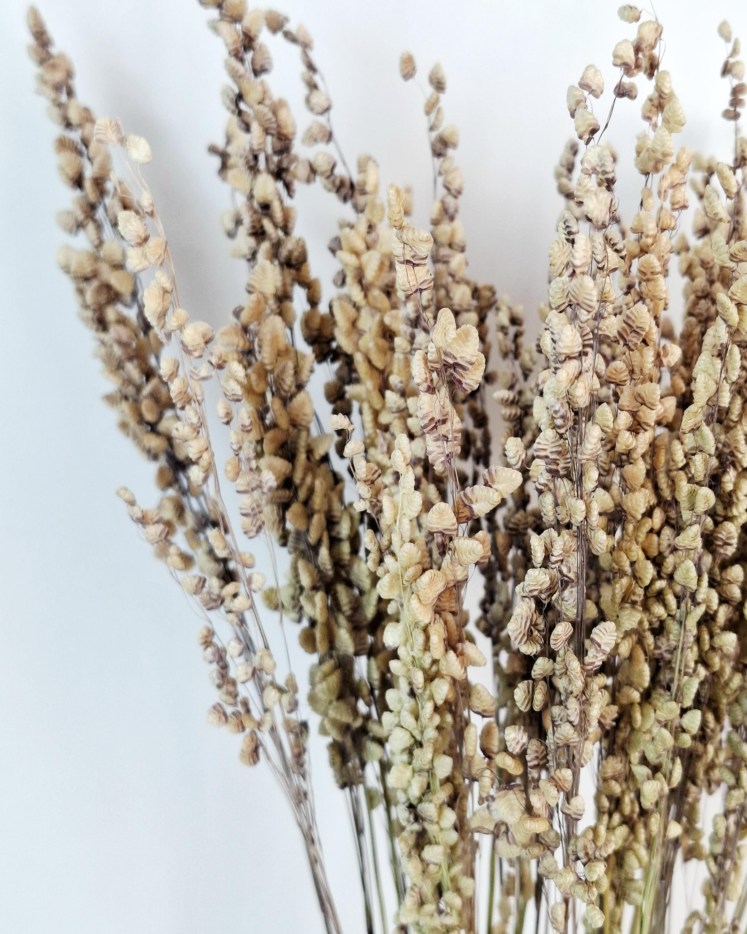Natural Dried Briza Grass | 50–55 cm | Bunny Tail Alternative | Neutral Beige Dried Flowers | Rustic Home Decor.