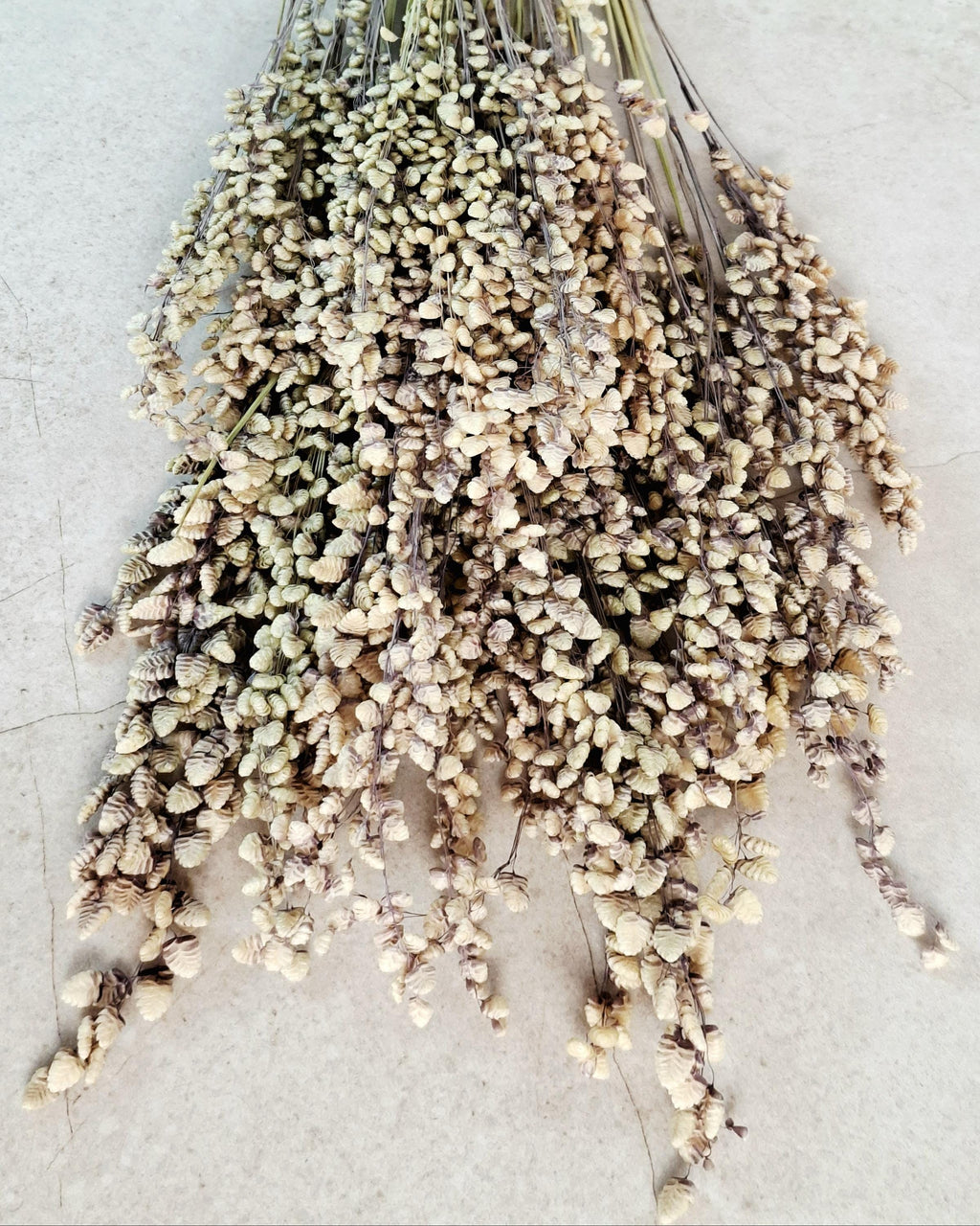 Natural Dried Briza Grass | 50–55 cm | Bunny Tail Alternative | Neutral Beige Dried Flowers | Rustic Home Decor.