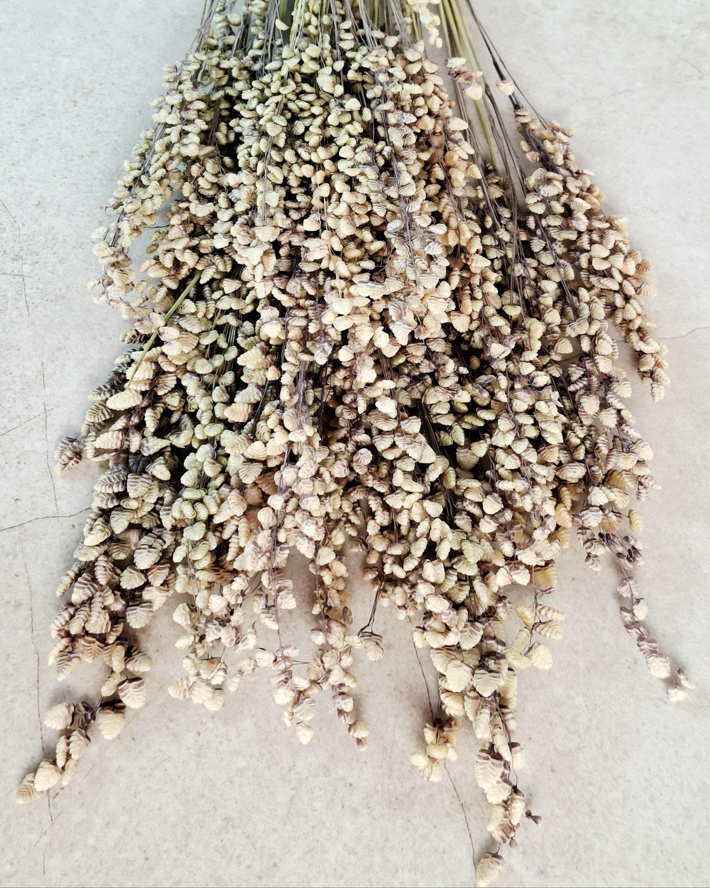 Natural Dried Briza Grass | 50–55 cm | Bunny Tail Alternative | Neutral Beige Dried Flowers | Rustic Home Decor.