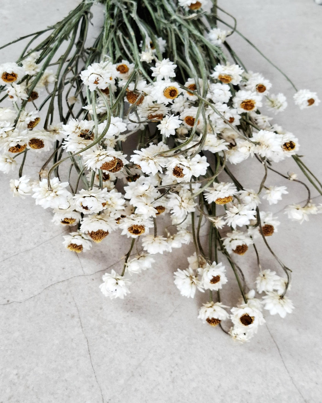 White Dried Flowers Ammobium Stems, Stabilized Flowers, Dried Flower Bouquet, DIY Floral Supplies, Boho Neutral Home Decor