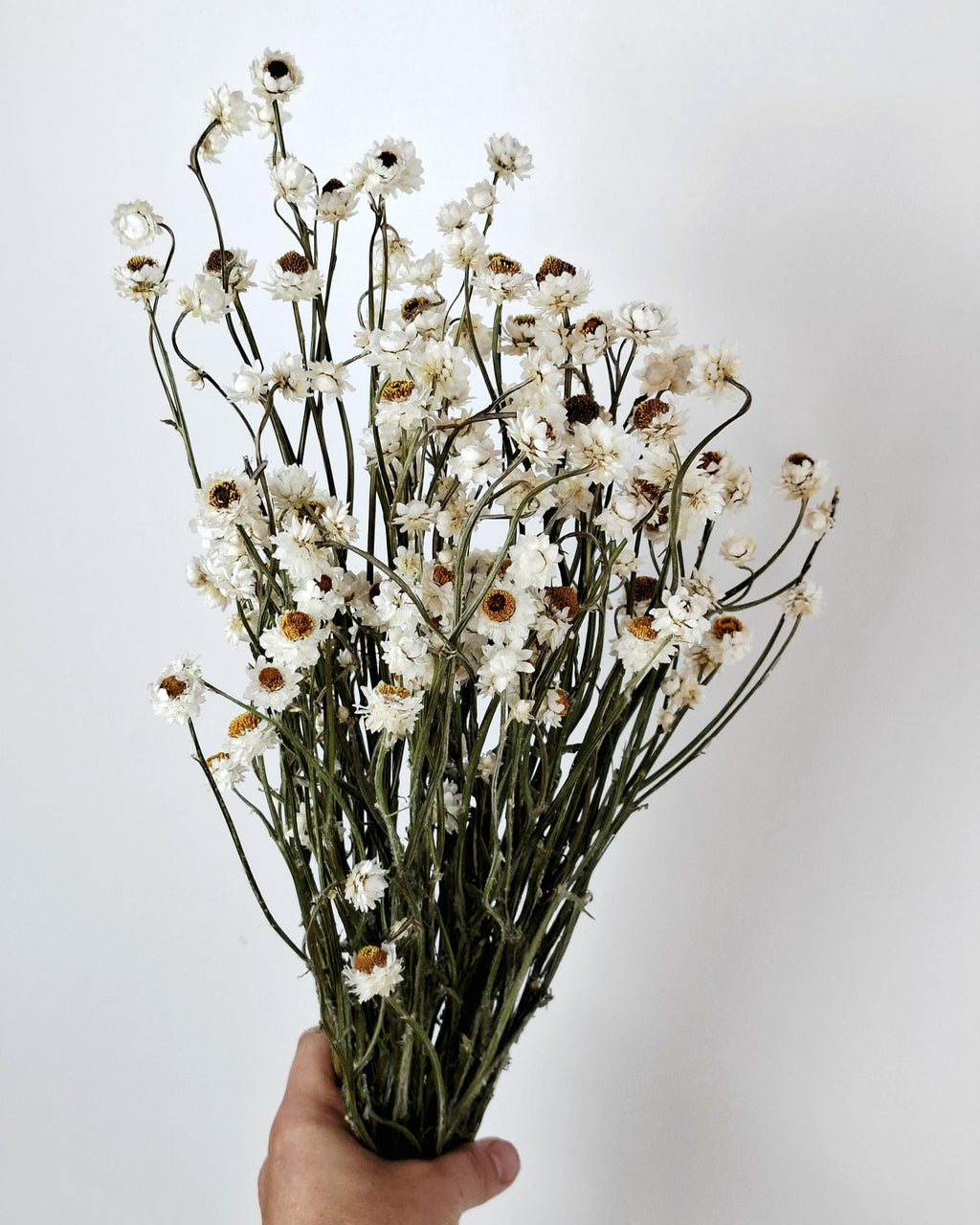 White Dried Flowers Ammobium Stems, Stabilized Flowers, Dried Flower Bouquet, DIY Floral Supplies, Boho Neutral Home Decor