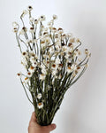 White Dried Flowers Ammobium Stems, Stabilized Flowers, Dried Flower Bouquet, DIY Floral Supplies, Boho Neutral Home Decor