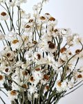 White Dried Flowers Ammobium Stems, Stabilized Flowers, Dried Flower Bouquet, DIY Floral Supplies, Boho Neutral Home Decor