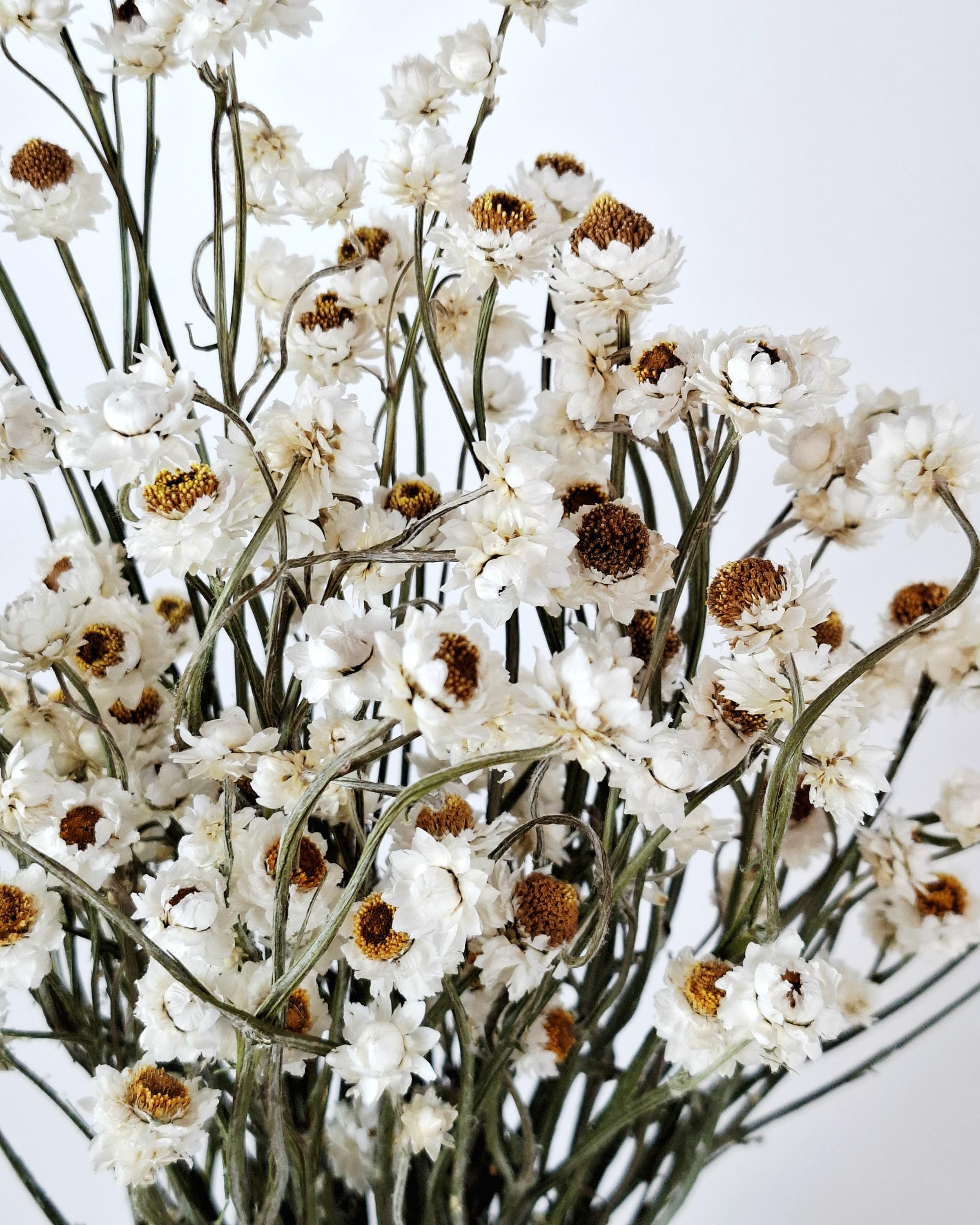 White Dried Flowers Ammobium Stems, Stabilized Flowers, Dried Flower Bouquet, DIY Floral Supplies, Boho Neutral Home Decor