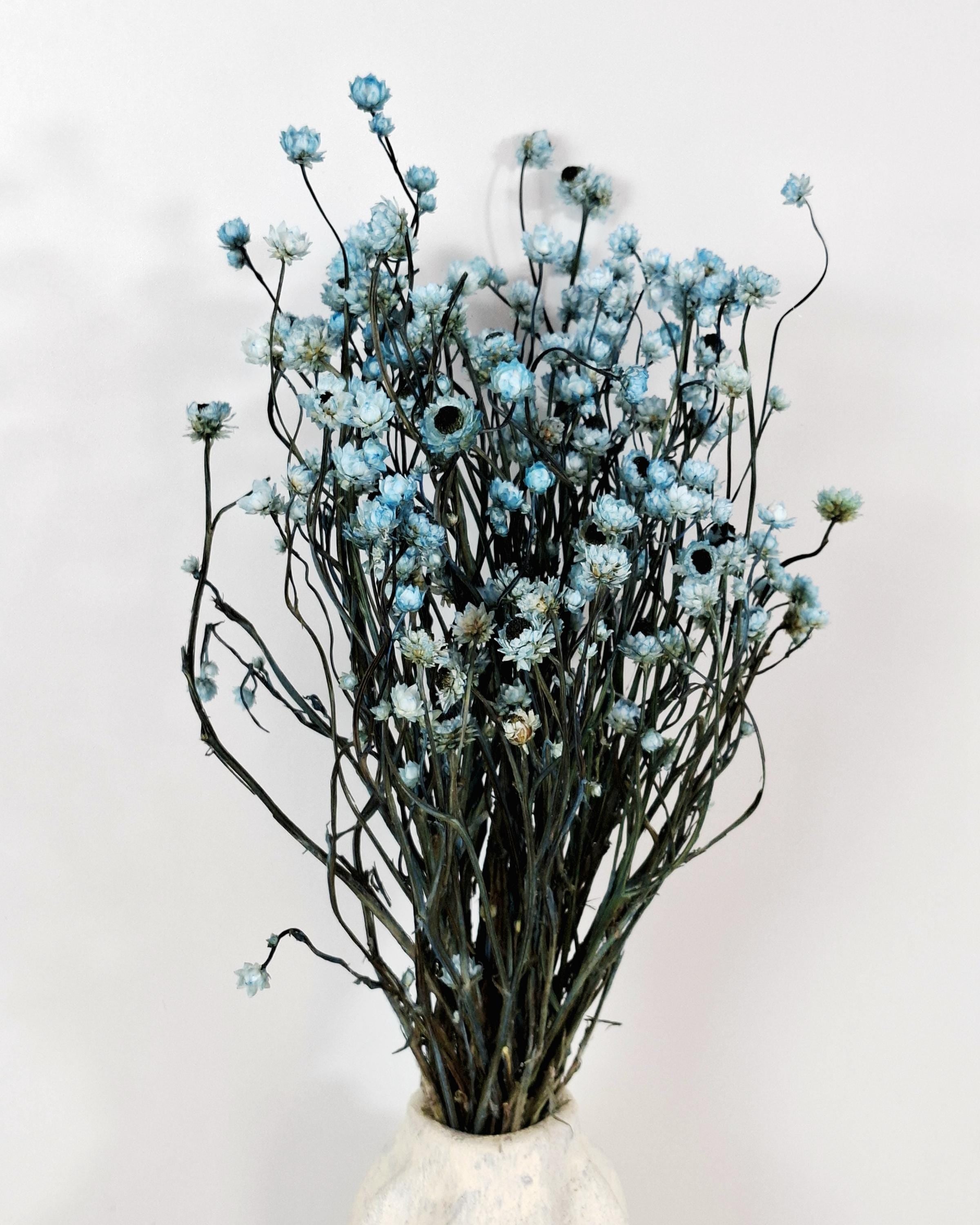 Blue Ammobium Stems, Stabilized Dried Flowers, Floral Supply, DIY Craft Flowers, Bouquet Material, Wedding Decor, Candle Decor