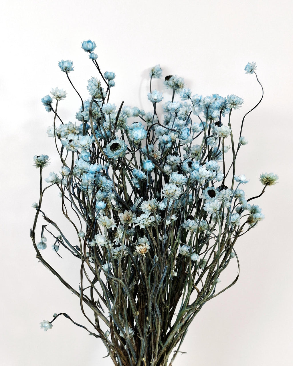 Blue Ammobium Stems, Stabilized Dried Flowers, Floral Supply, DIY Craft Flowers, Bouquet Material, Wedding Decor, Candle Decor