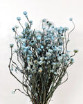 Blue Ammobium Stems, Stabilized Dried Flowers, Floral Supply, DIY Craft Flowers, Bouquet Material, Wedding Decor, Candle Decor