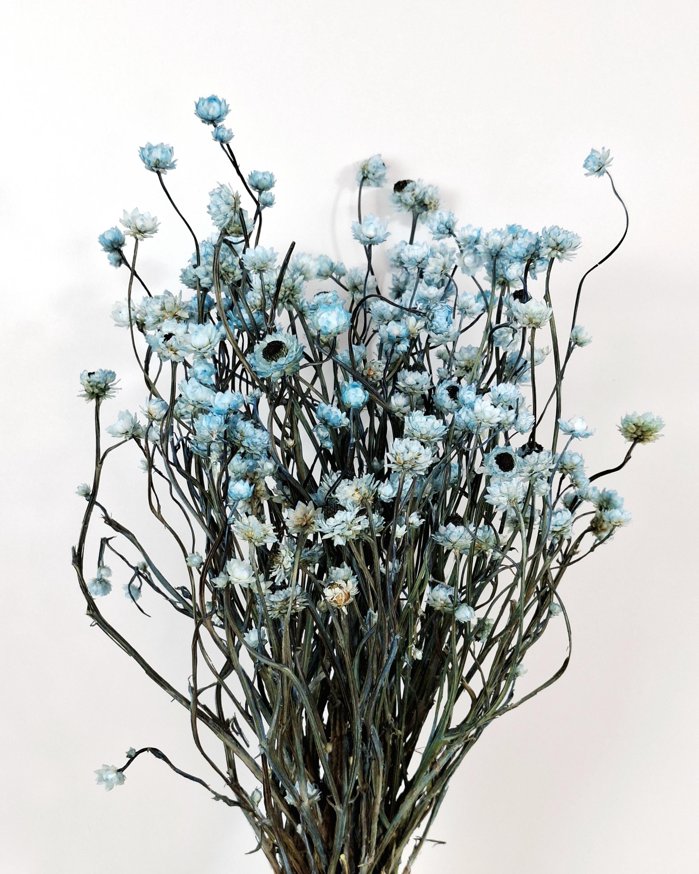 Blue Ammobium Stems, Stabilized Dried Flowers, Floral Supply, DIY Craft Flowers, Bouquet Material, Wedding Decor, Candle Decor